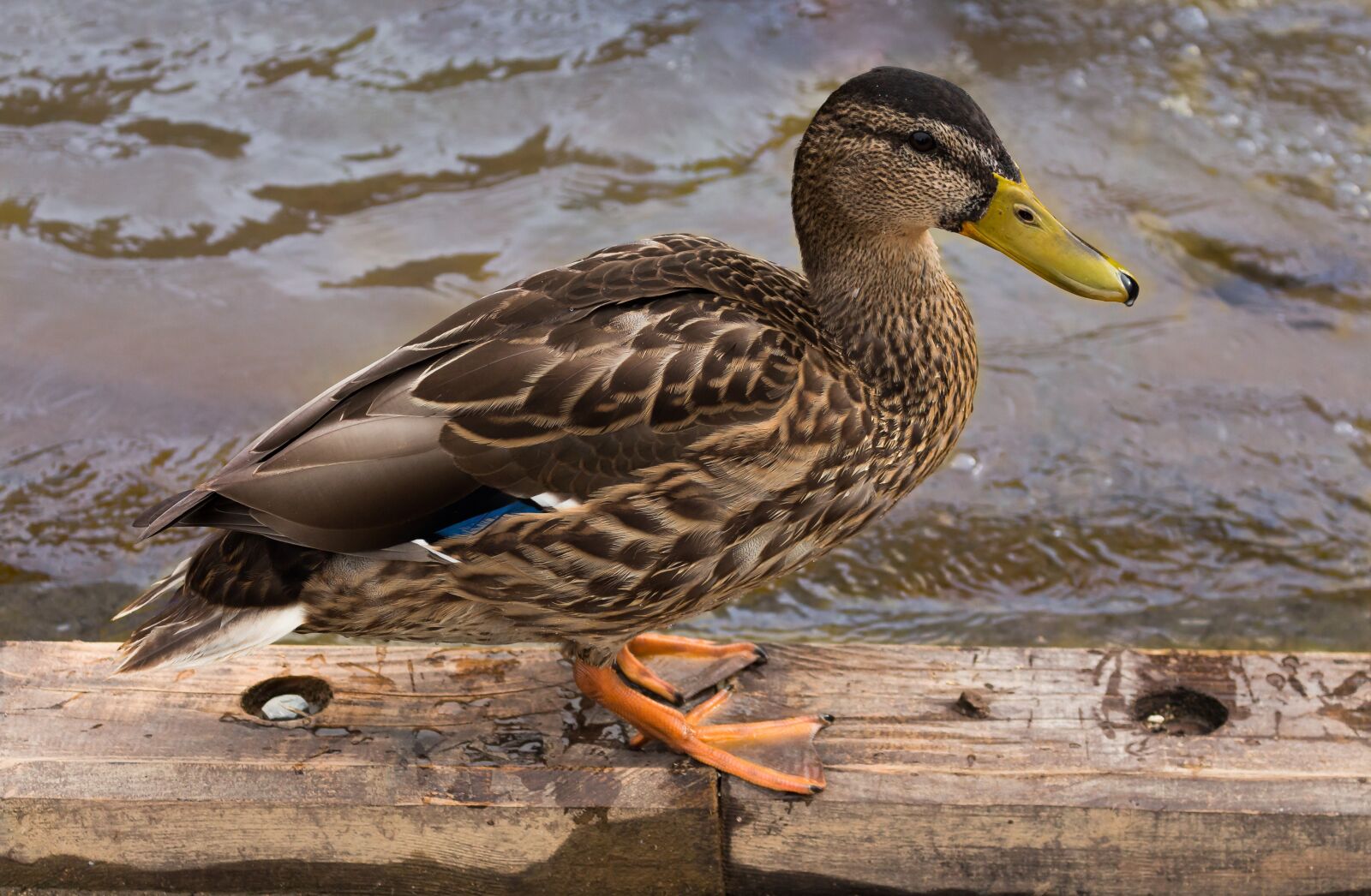 Canon EOS 700D (EOS Rebel T5i / EOS Kiss X7i) sample photo. Duck, bird, the wild photography