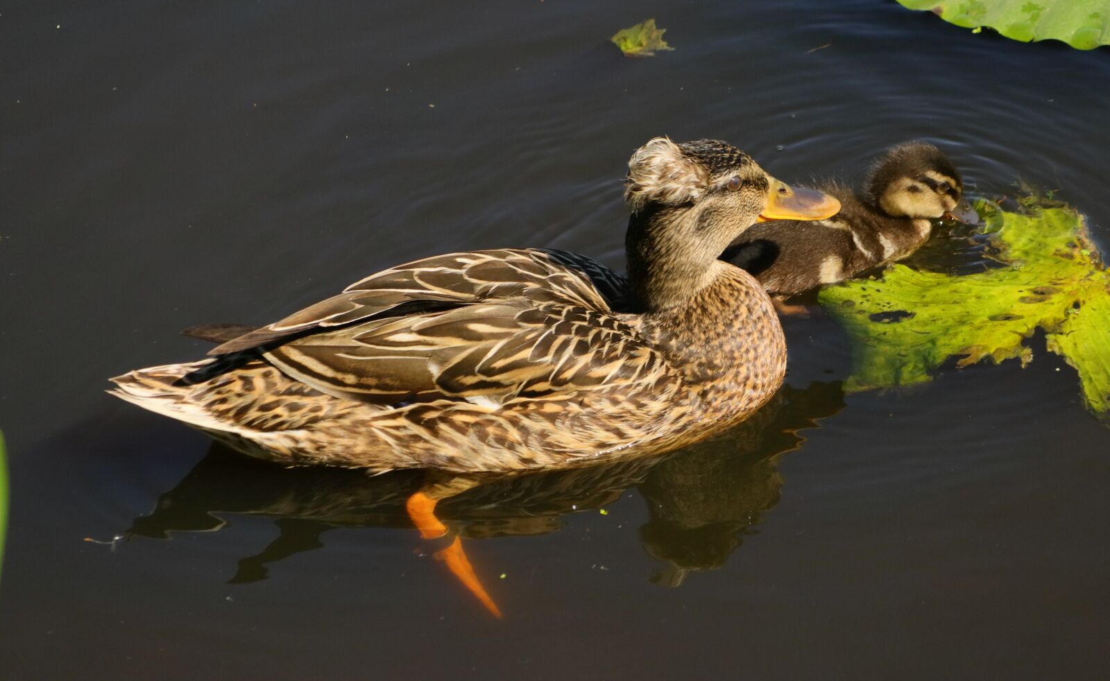 Canon EOS M5 + Canon EF-M 18-150mm F3.5-6.3 IS STM sample photo. Duck, mama, chicks photography