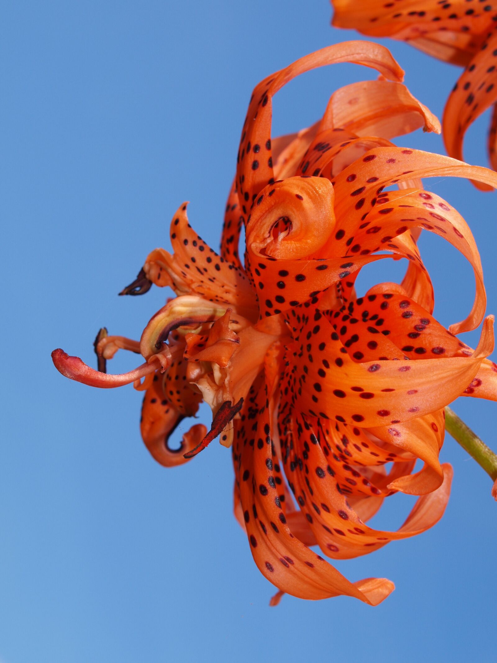 Olympus E-520 (EVOLT E-520) sample photo. Lily, flower, bloom photography