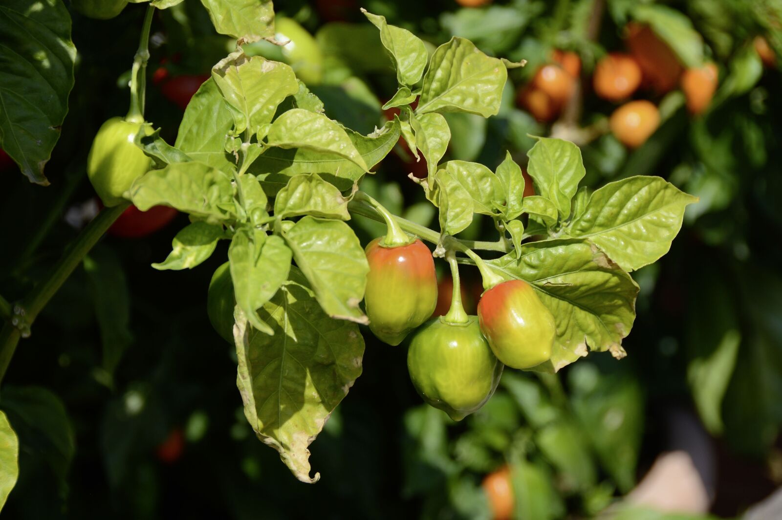 Nikon D3200 sample photo. Chili, jalapenos, plant photography
