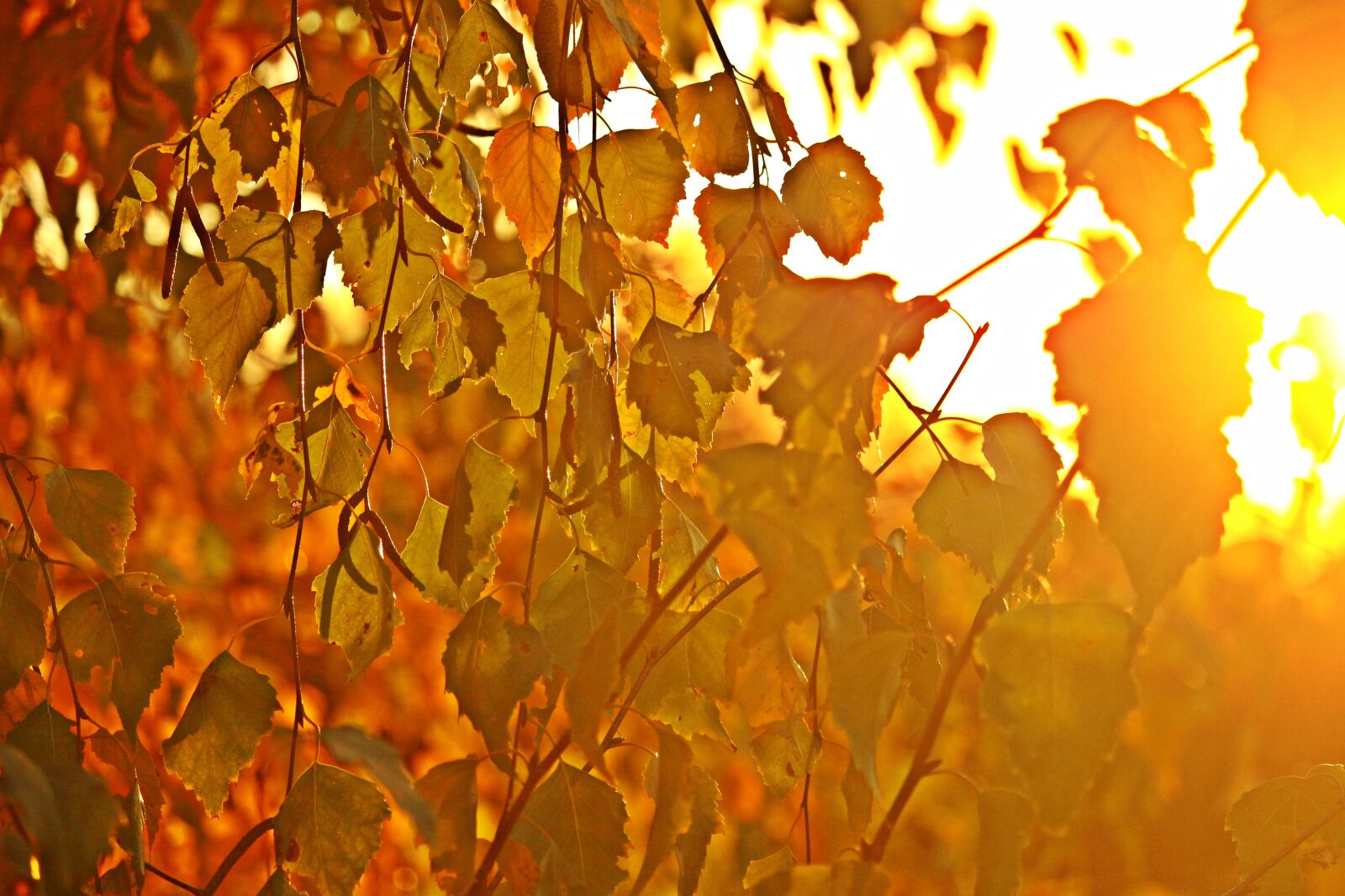 Canon EOS 100D (EOS Rebel SL1 / EOS Kiss X7) sample photo. Sunlight, autumn colours, birch photography