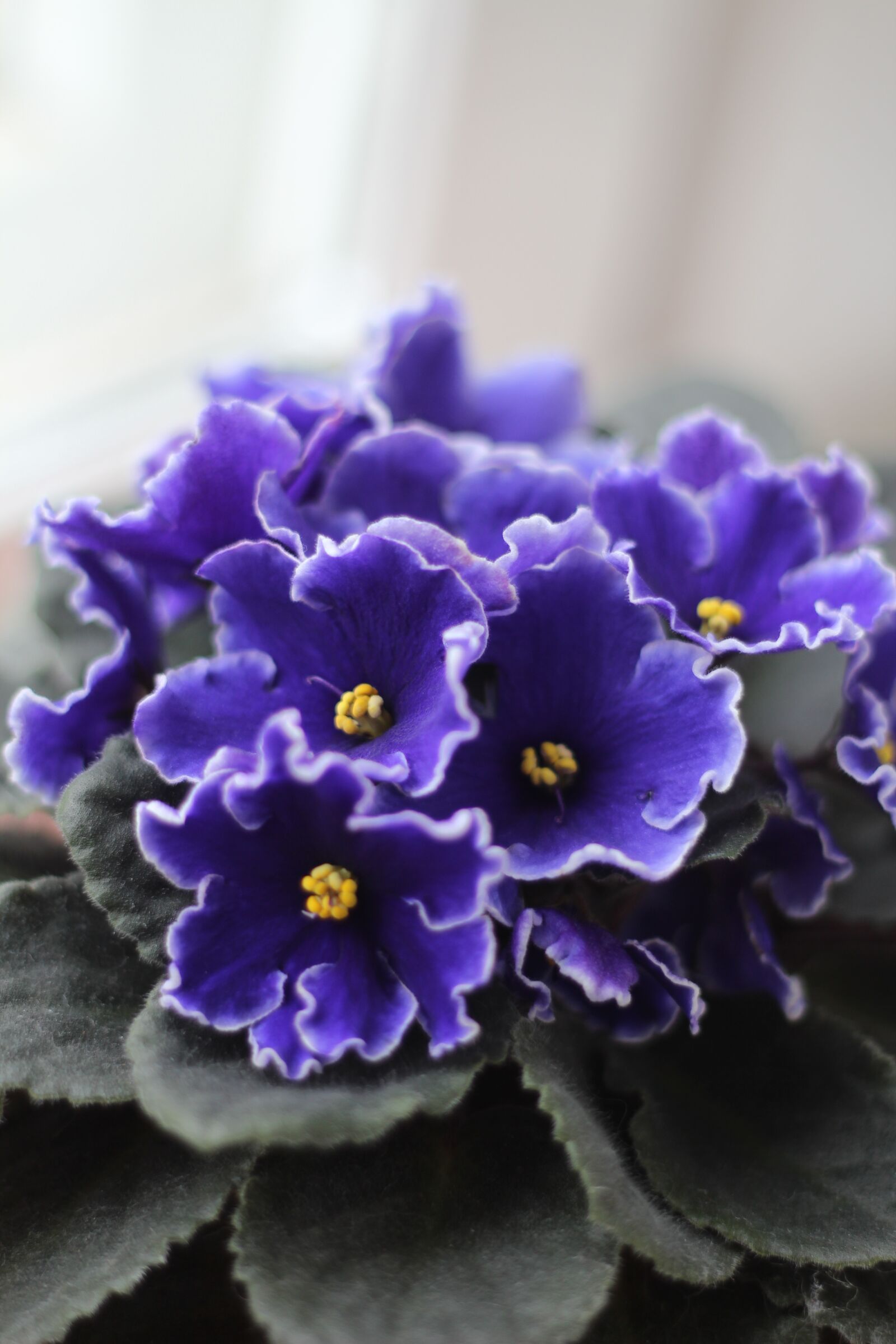 Canon EOS 600D (Rebel EOS T3i / EOS Kiss X5) + Canon EF 50mm F1.8 II sample photo. Violets, purple, flowers photography