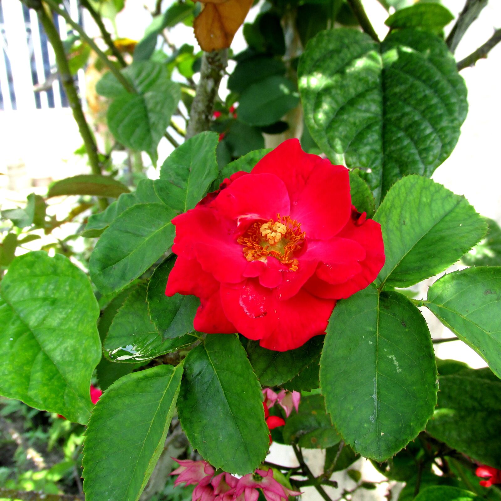 Canon PowerShot SX160 IS sample photo. Flower, nice, red photography