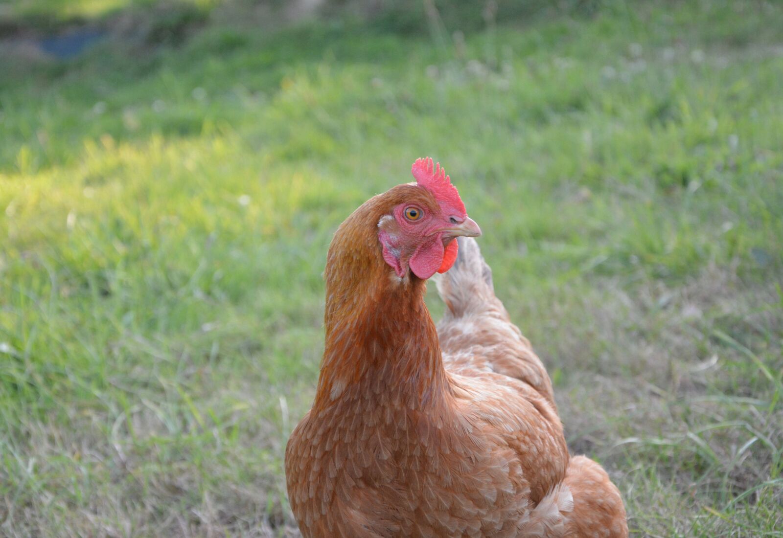 Nikon D5200 sample photo. Hen, laying hen, red photography