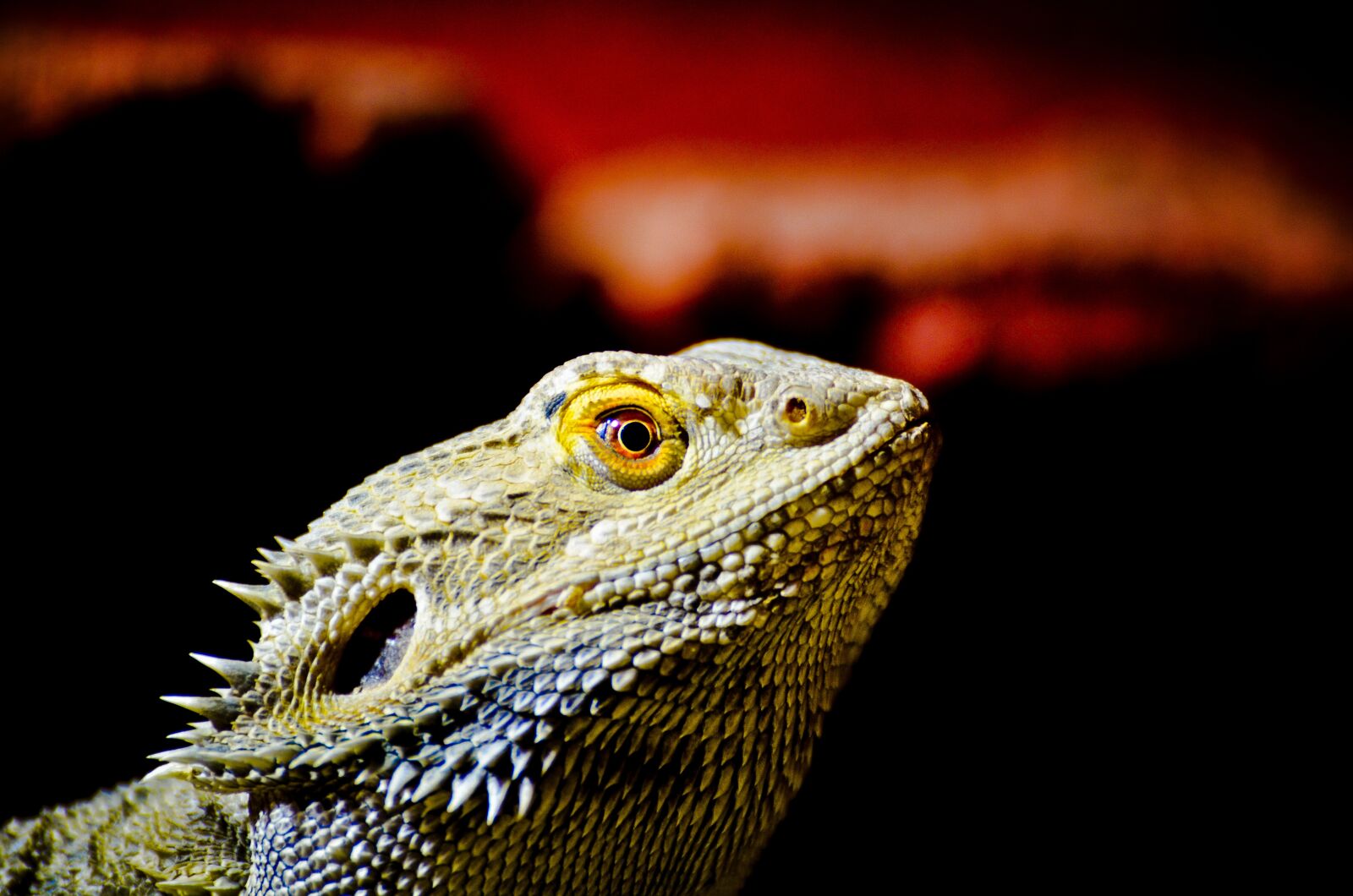 Nikon D7000 sample photo. Bearded dragon, lizard, terrarium photography