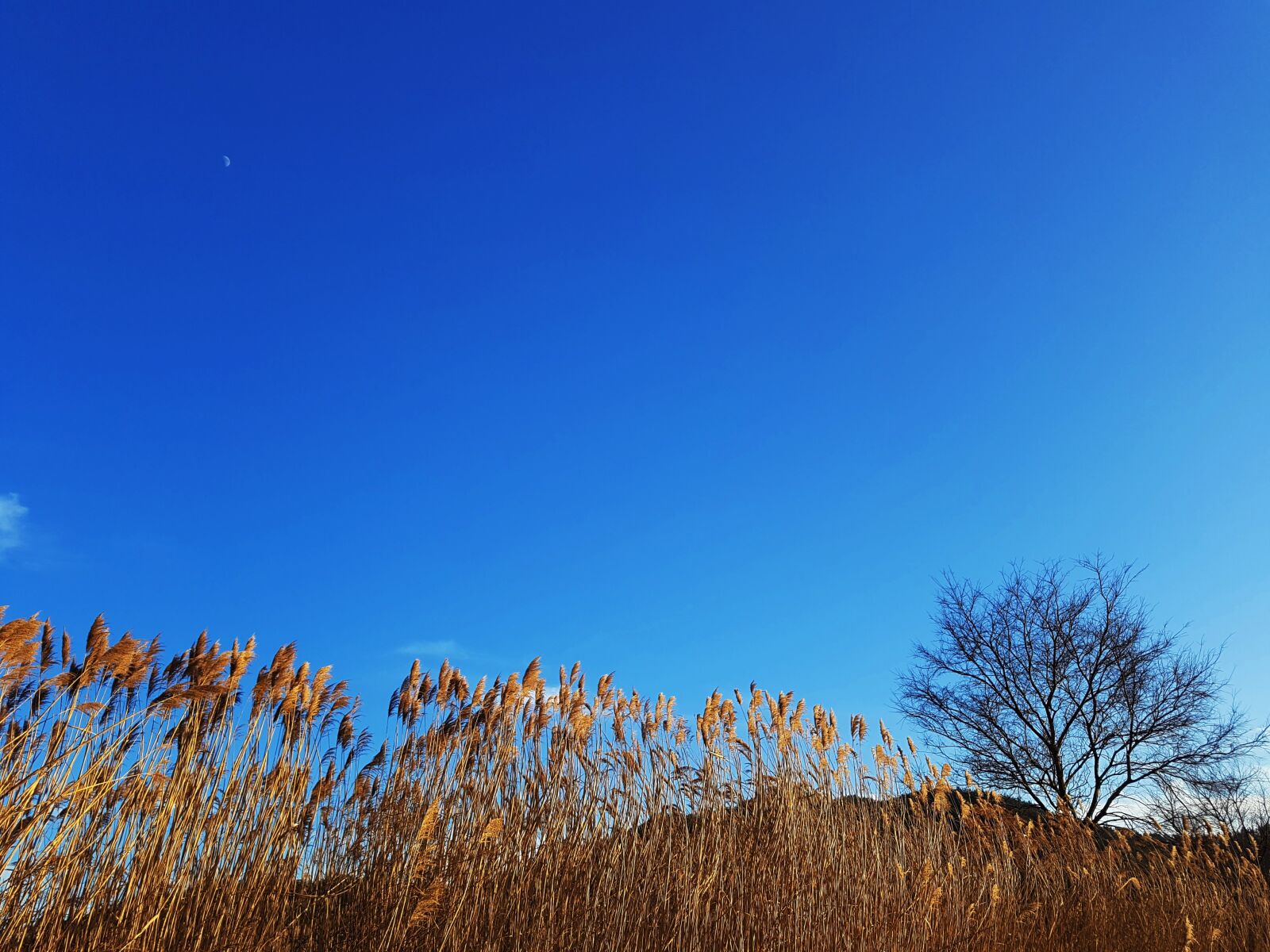 Samsung Galaxy S7 Edge sample photo. Autumn, sky, reed photography