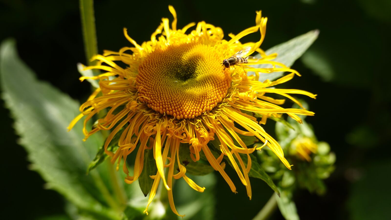 Sony Cyber-shot DSC-RX100 VI sample photo. Sunflower, wasp, yellow photography