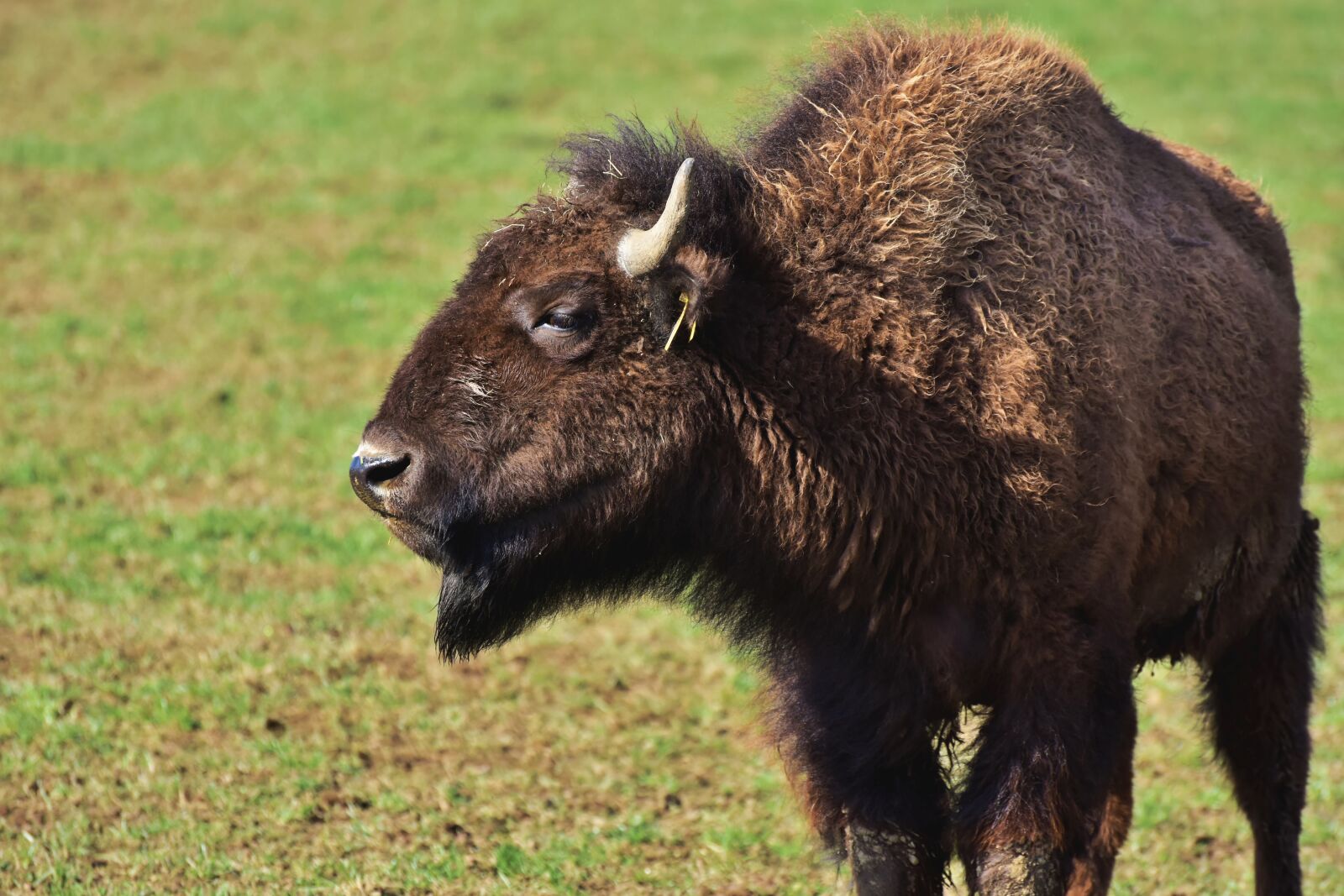 Nikon D7200 sample photo. Bison, buffalo, horns photography