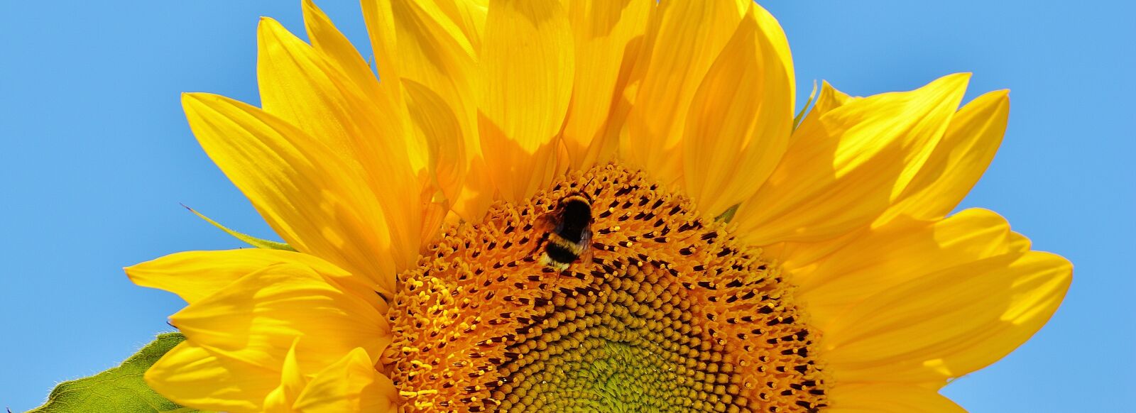 Nikon D3200 sample photo. Sunflower, hummel, summer photography