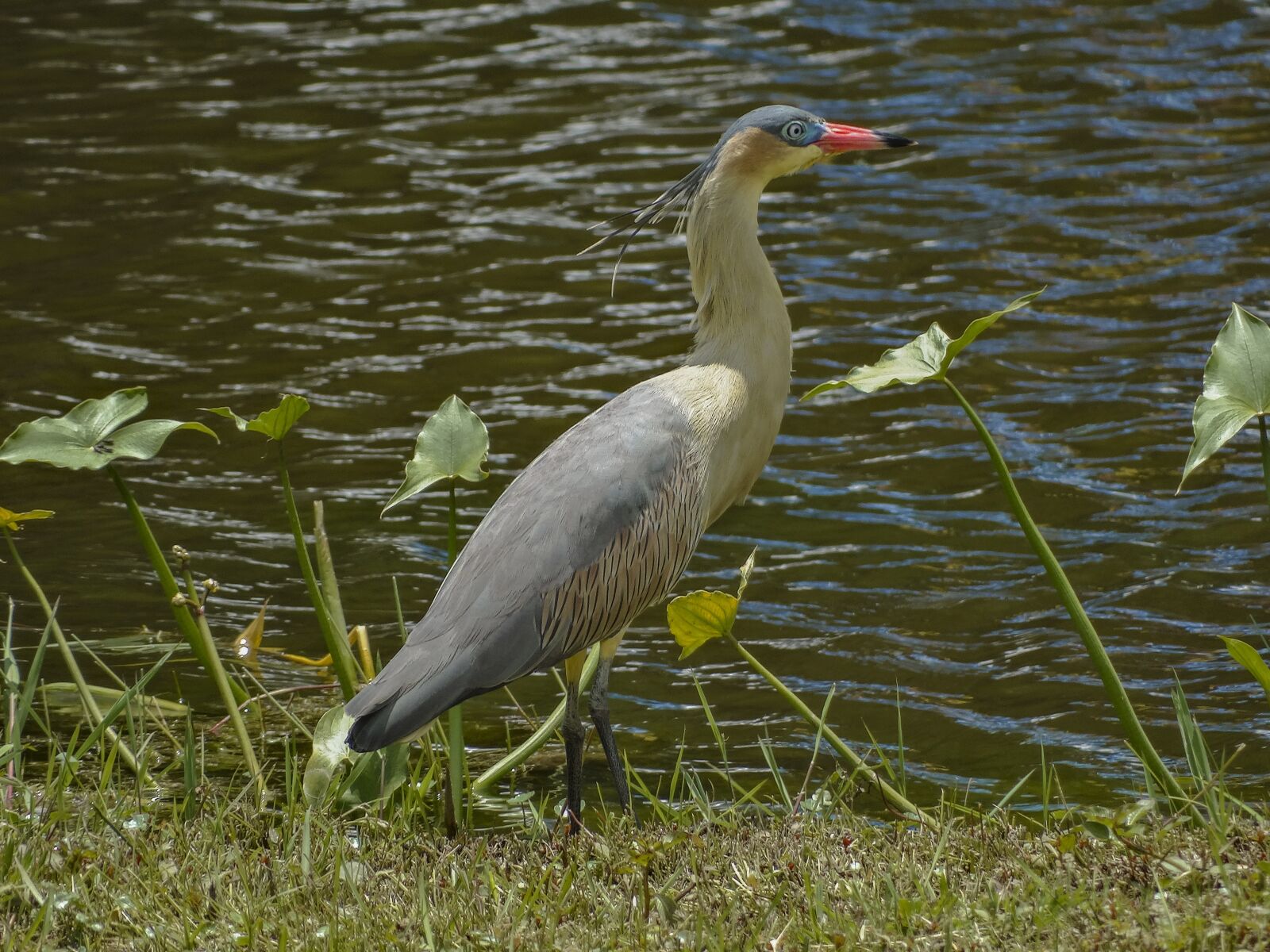 Sony Cyber-shot DSC-HX300 sample photo. Mary cheek, bird, syrigma photography