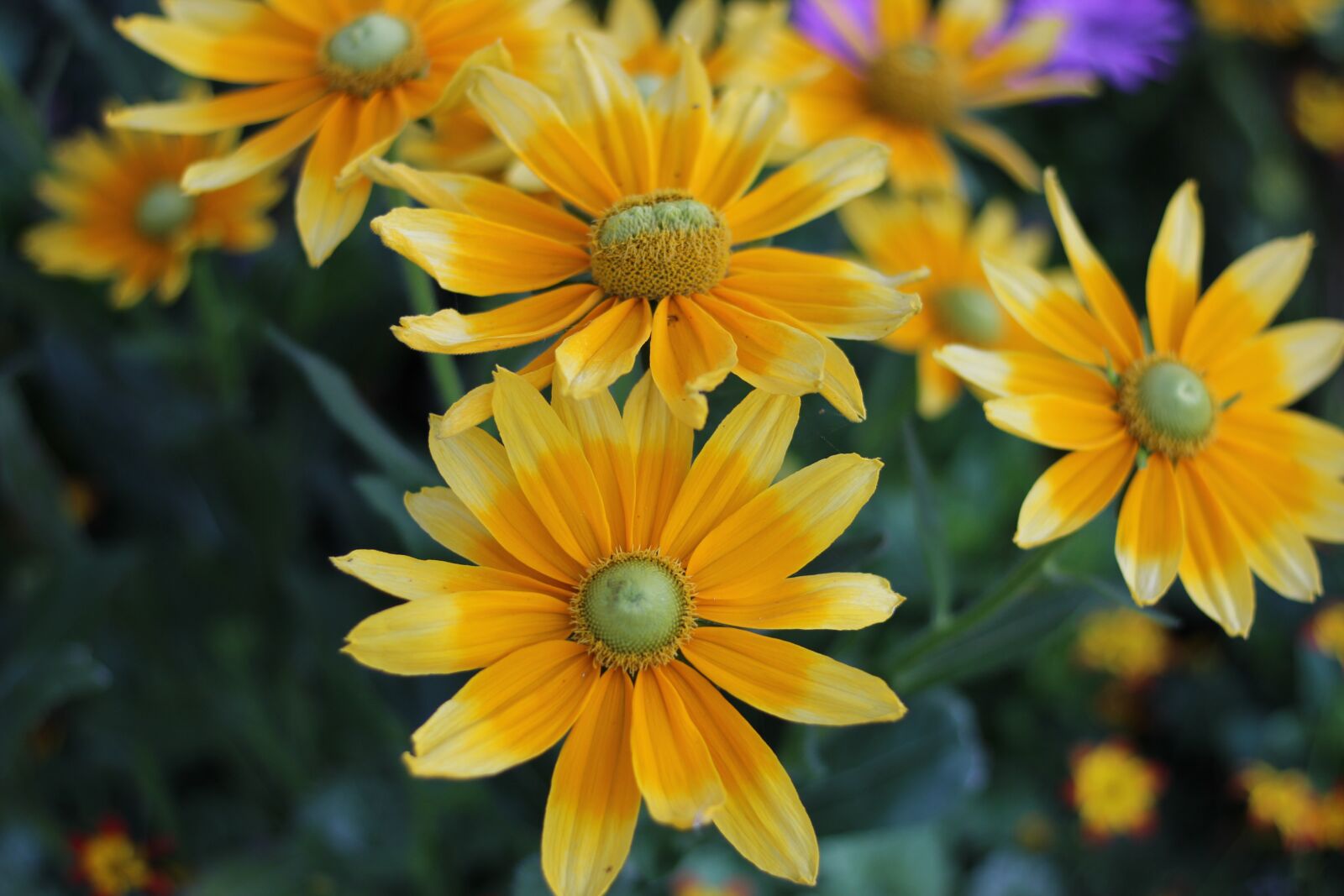 Canon EOS 600D (Rebel EOS T3i / EOS Kiss X5) + Canon EF 50mm F1.8 STM sample photo. Grass flower, natural, forest photography