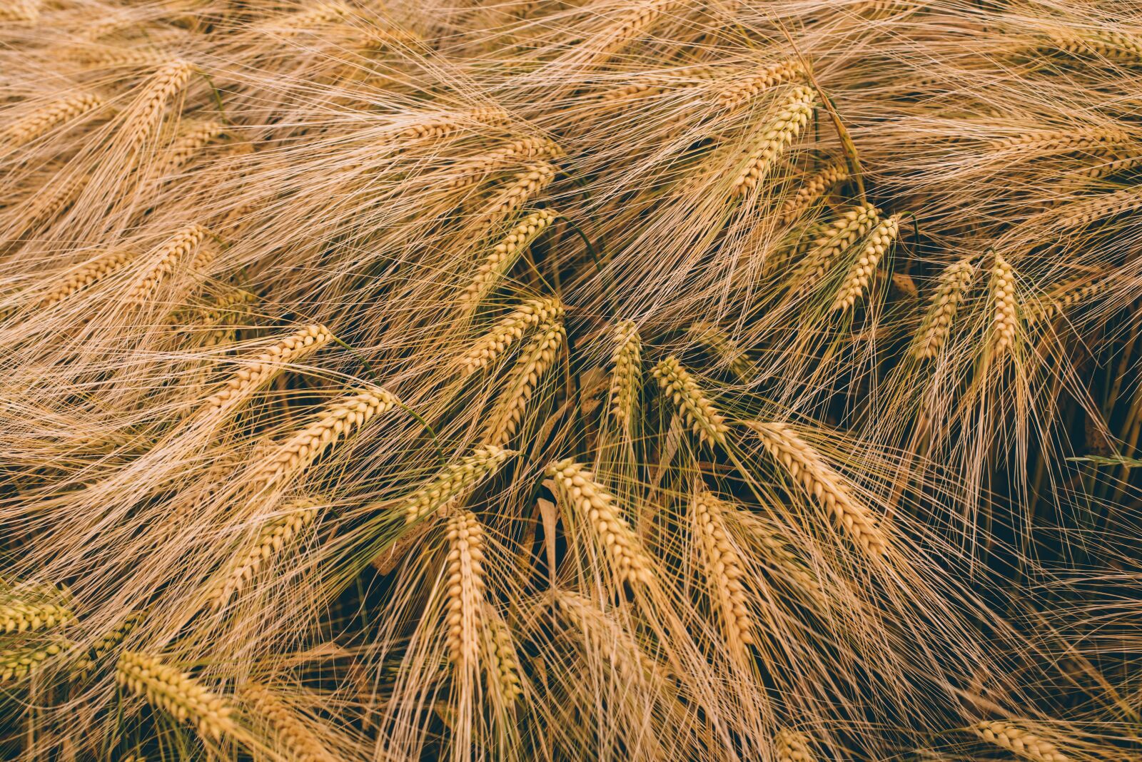 Nikon D750 sample photo. Close-up, field, golden photography