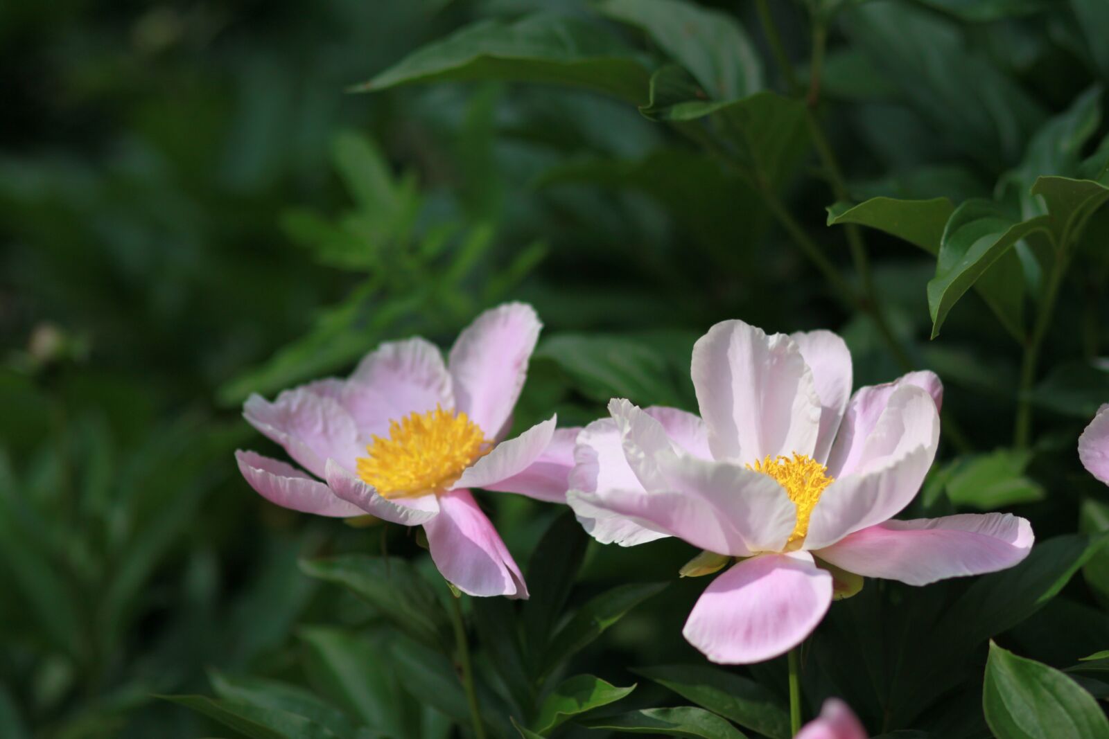 Canon EOS 500D (EOS Rebel T1i / EOS Kiss X3) sample photo. Noel online gift shop photography