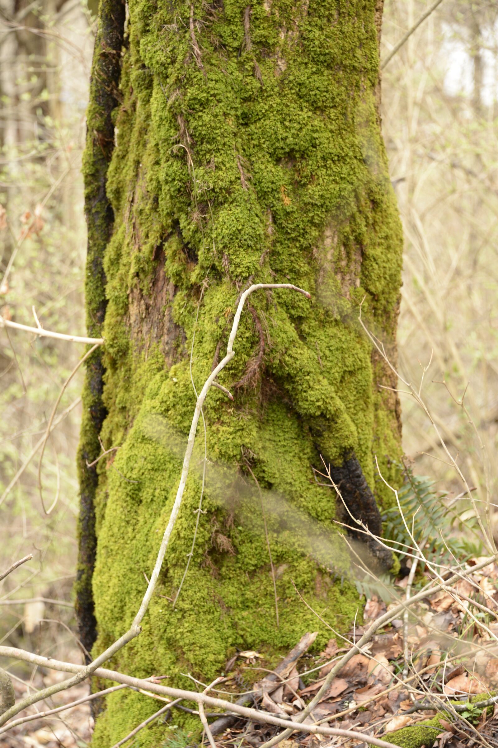 Nikon D4 sample photo. Tree, moss, woods photography