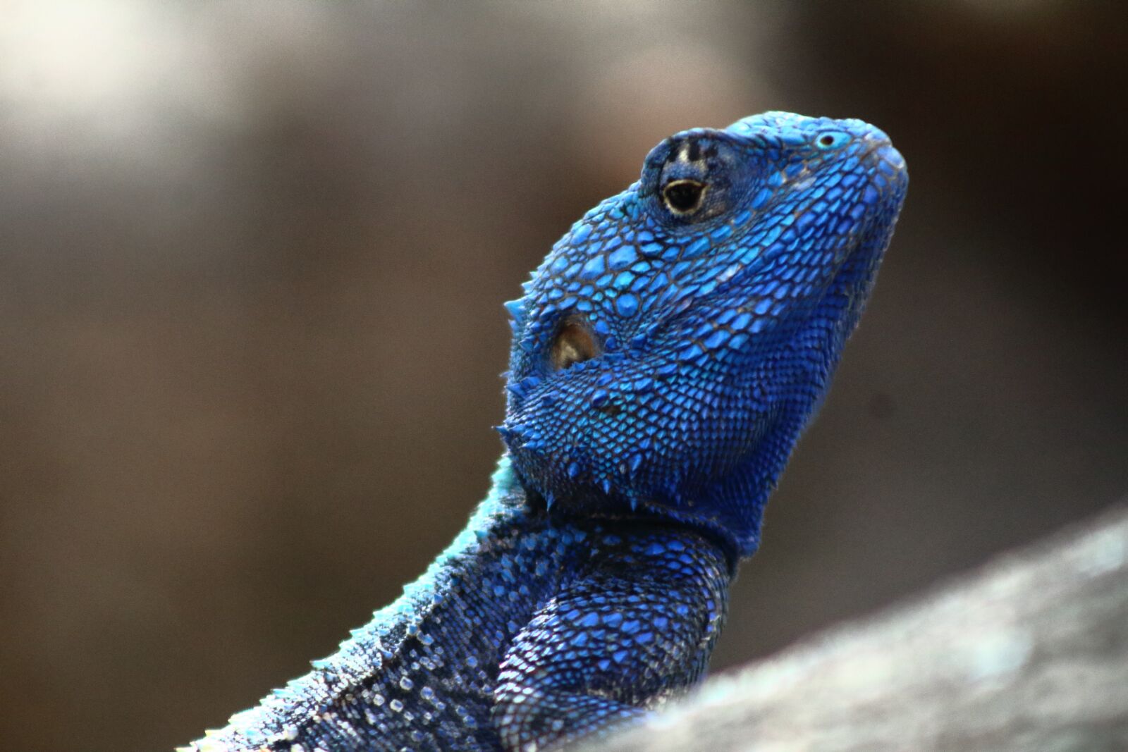 Canon EOS 1300D (EOS Rebel T6 / EOS Kiss X80) sample photo. Reptile, blue headed lizard photography