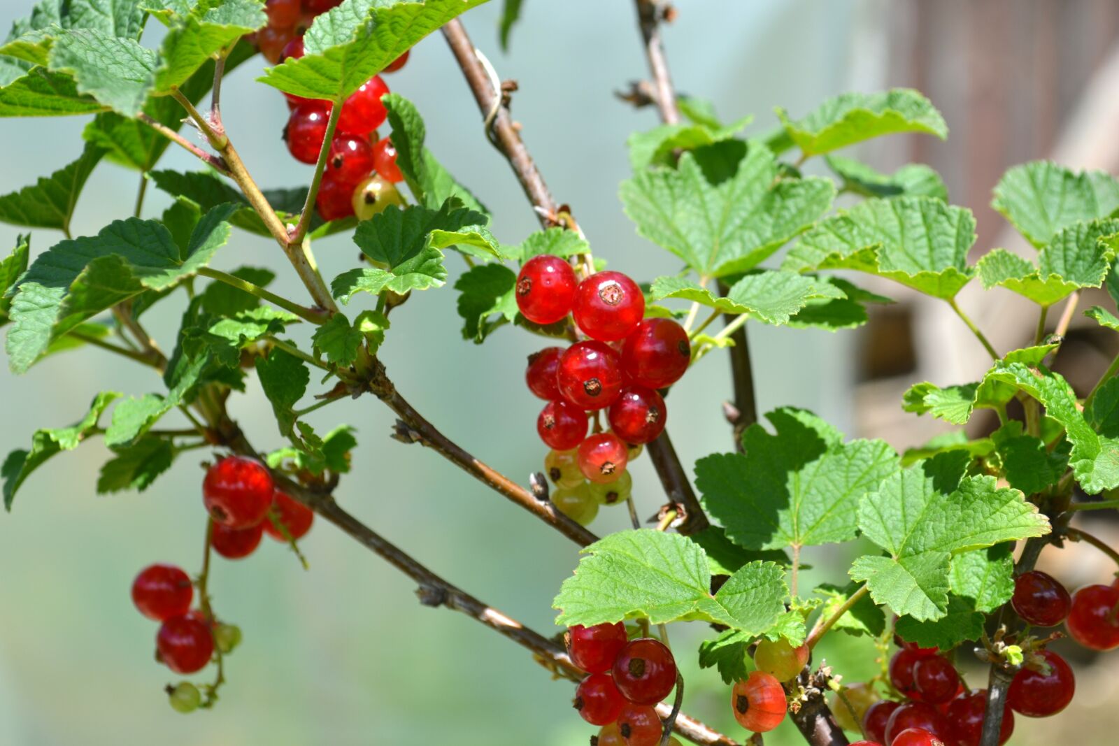 Nikon D3100 sample photo. Red currant, currant, currants photography