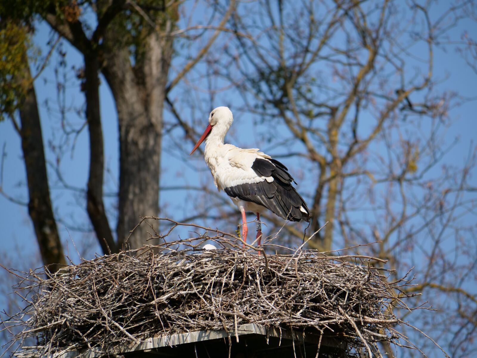 Panasonic Lumix DC-GH5 sample photo. Stork, nest, young photography