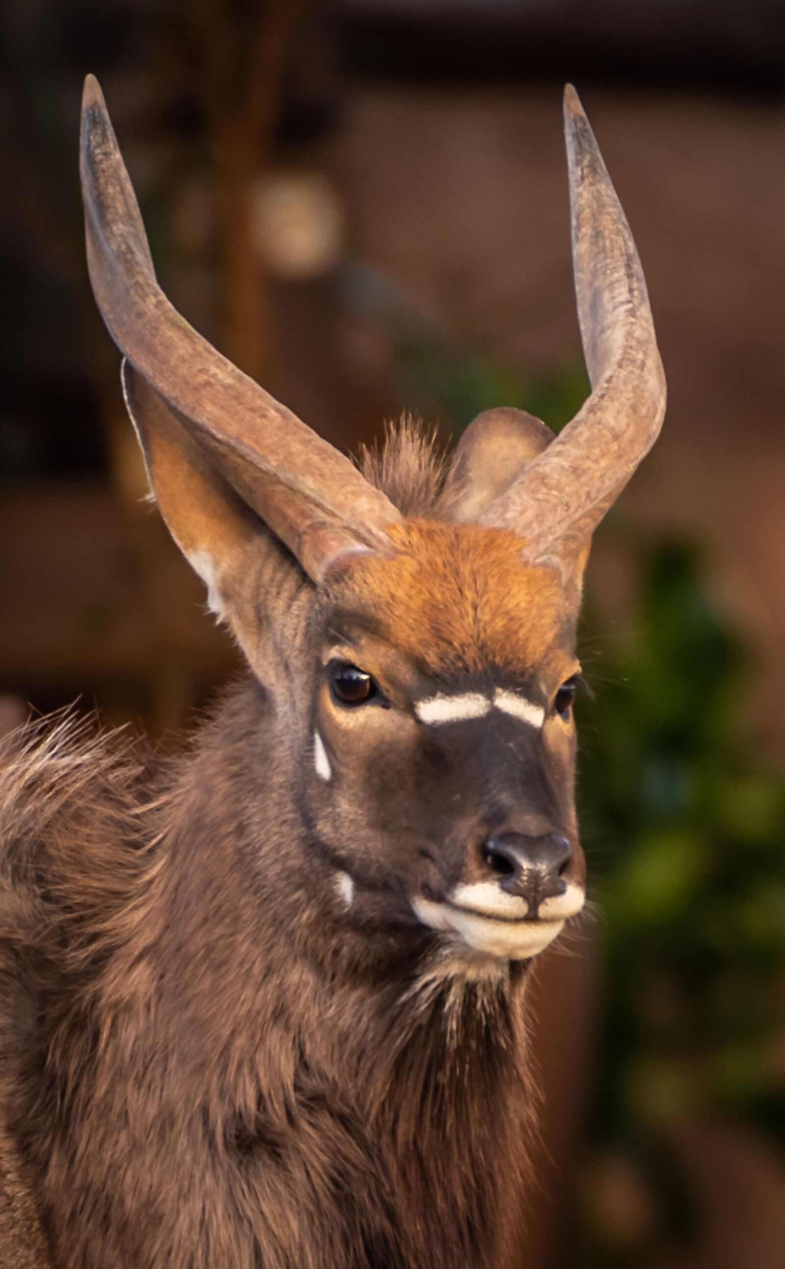 Nikon D750 sample photo. Nyala, antelope, africa photography