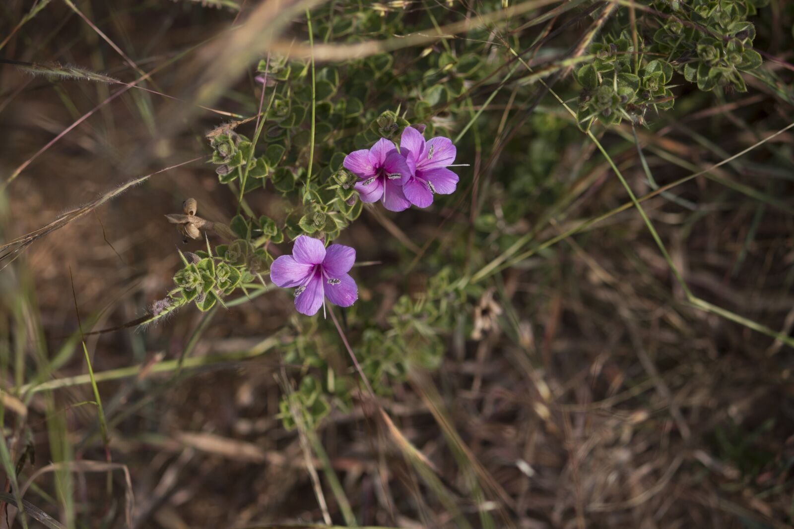 Canon EOS 700D (EOS Rebel T5i / EOS Kiss X7i) sample photo. Nature, flower, flora photography