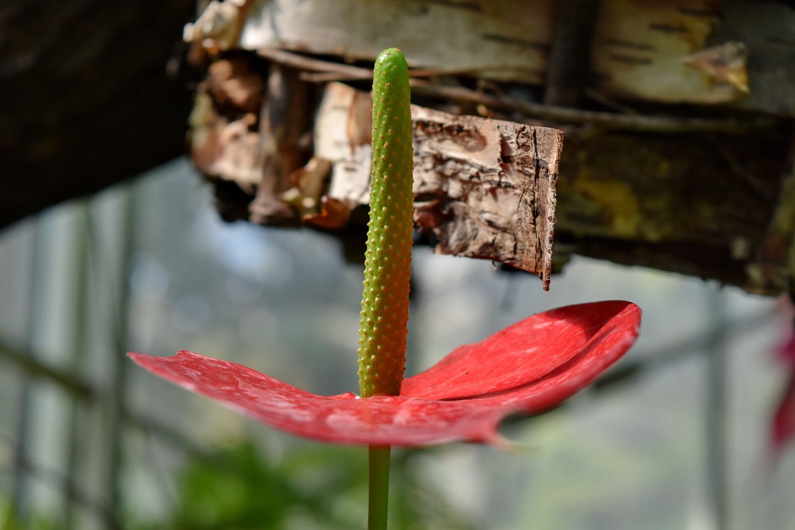 Nikon D5500 sample photo. Plant, flower, outdoors, nature photography