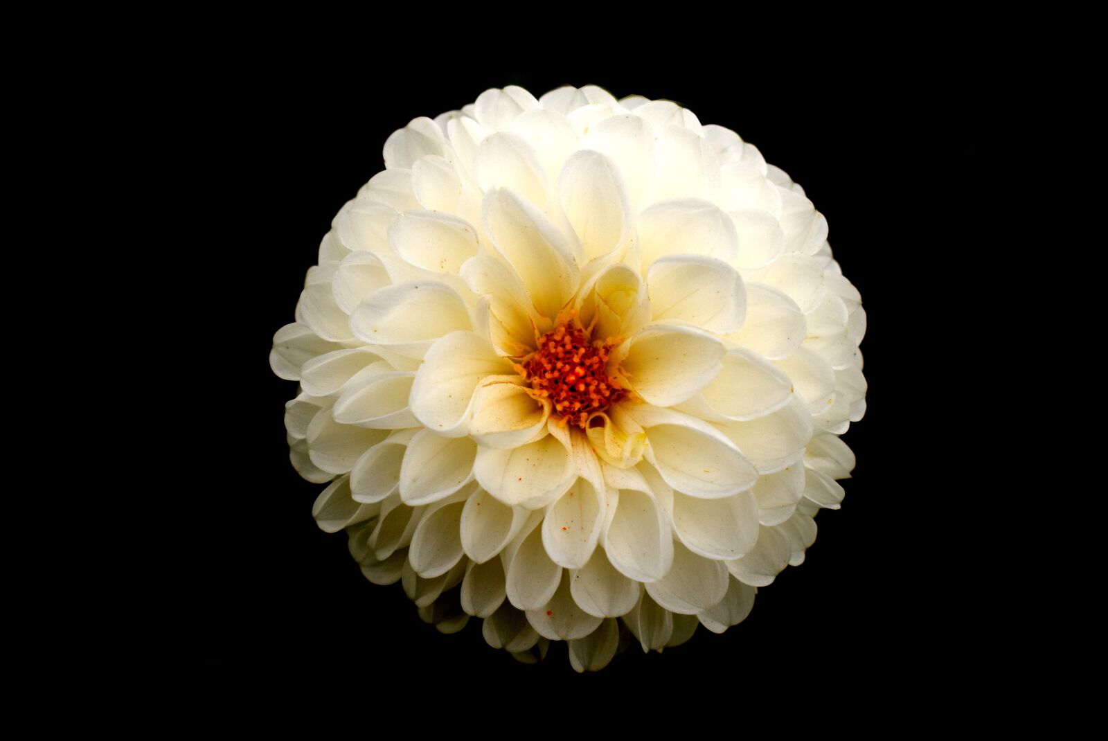 Nikon D3300 sample photo. Nature, flower, desktop photography