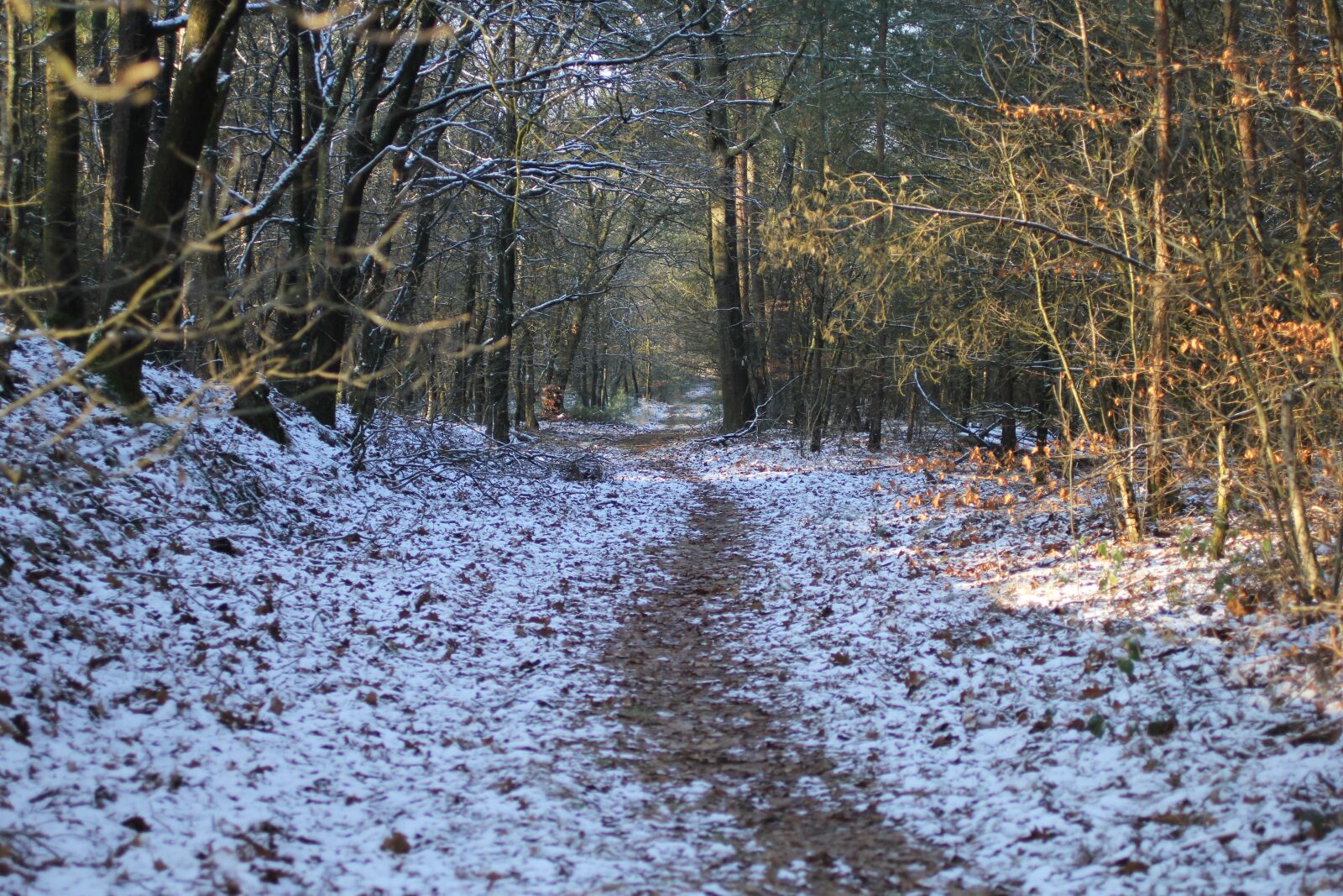 Canon EOS 60D sample photo. Winter landscape, forest, snow photography