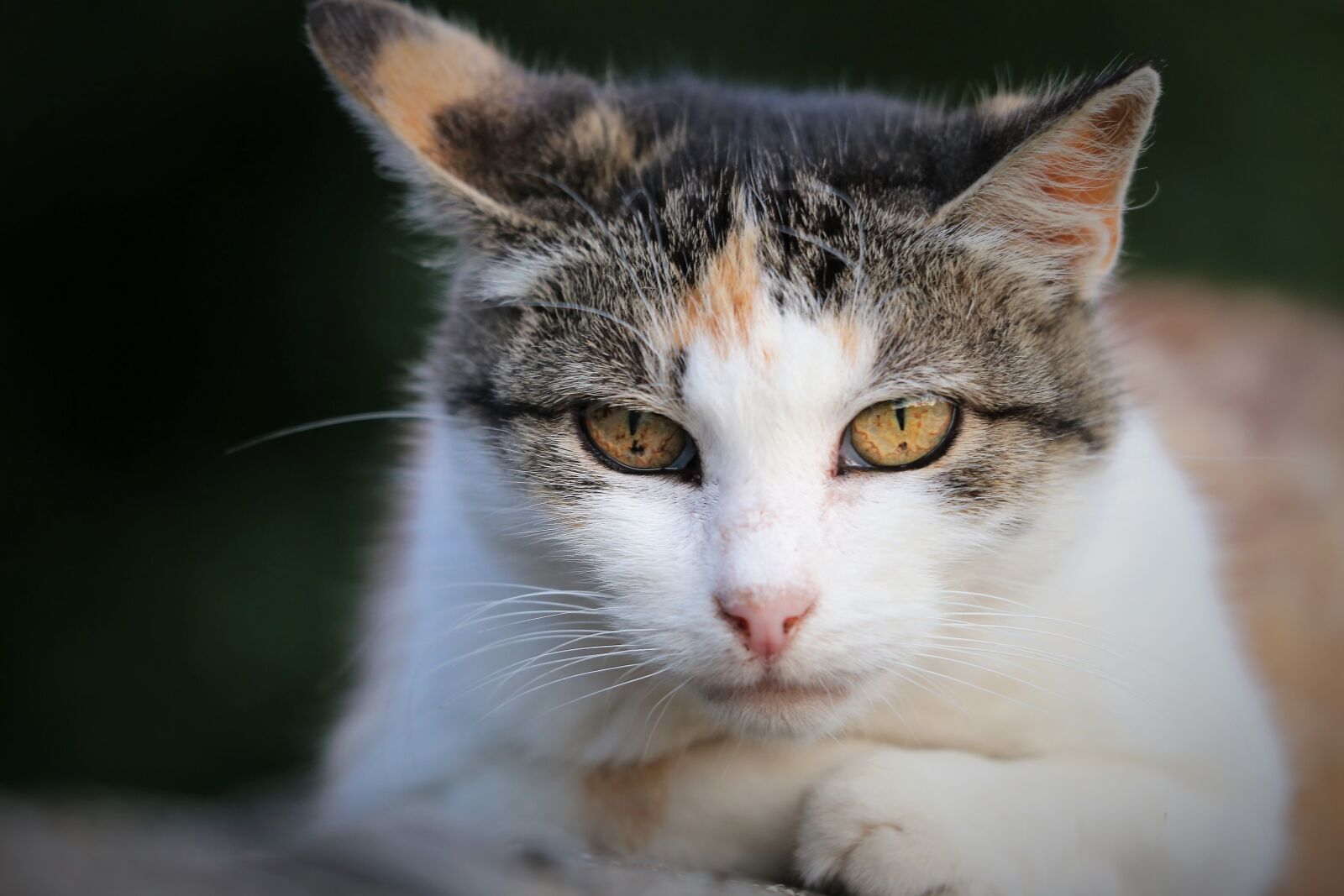 Canon EOS 6D sample photo. Domestic cat, animal, head photography