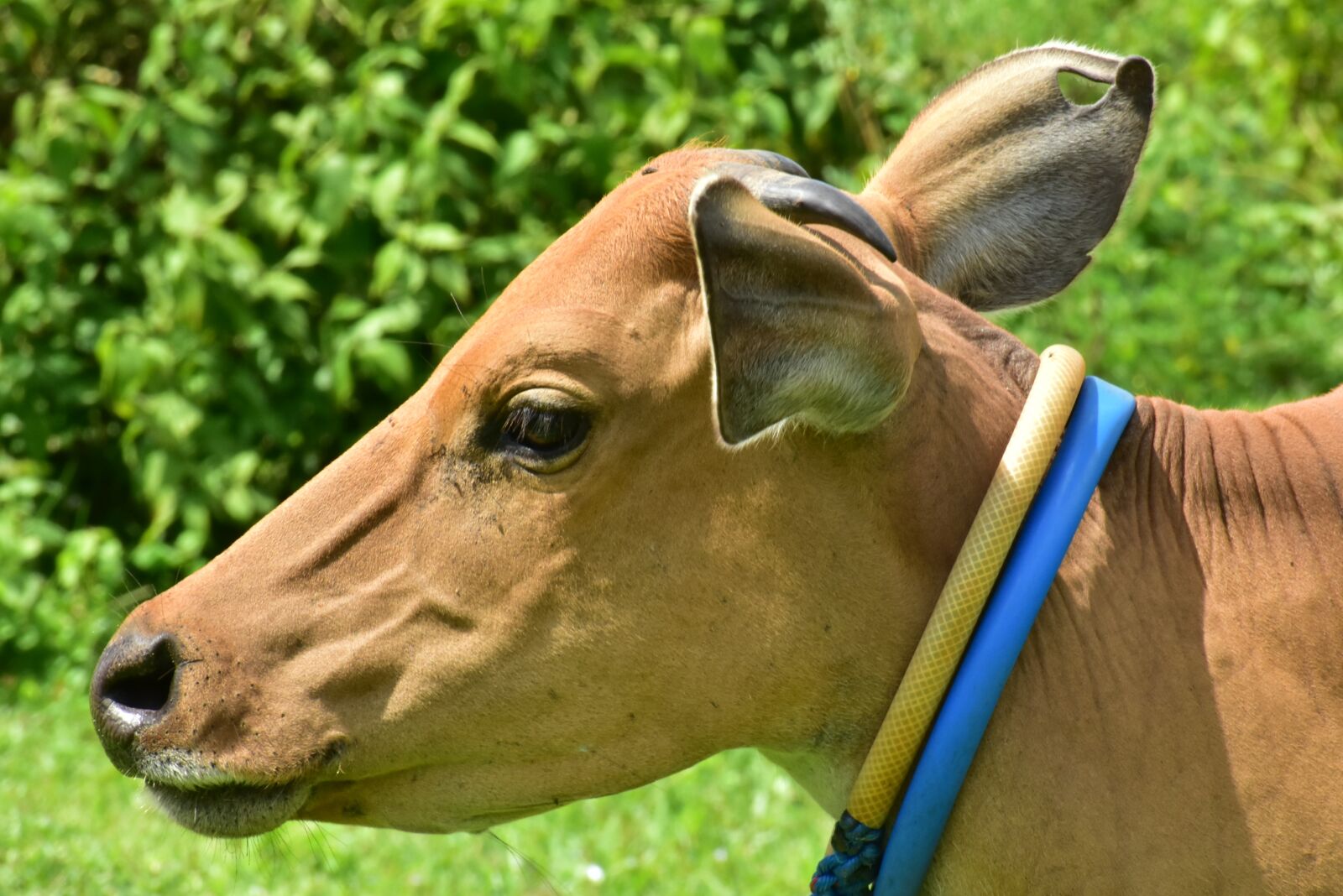 Nikon D3400 sample photo. Cattle, cow, brown photography
