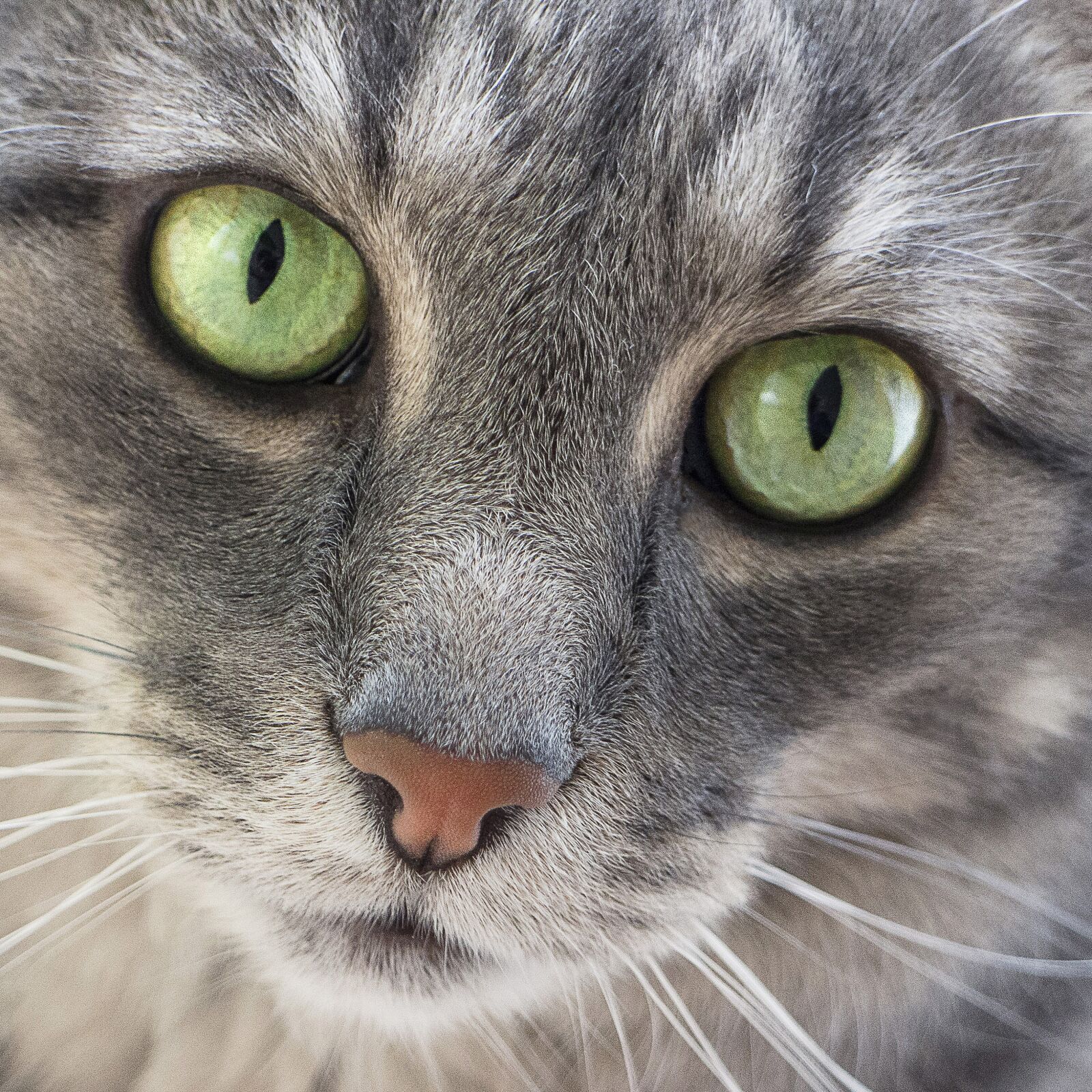 Canon EOS M sample photo. Cat, green eyes, cute photography