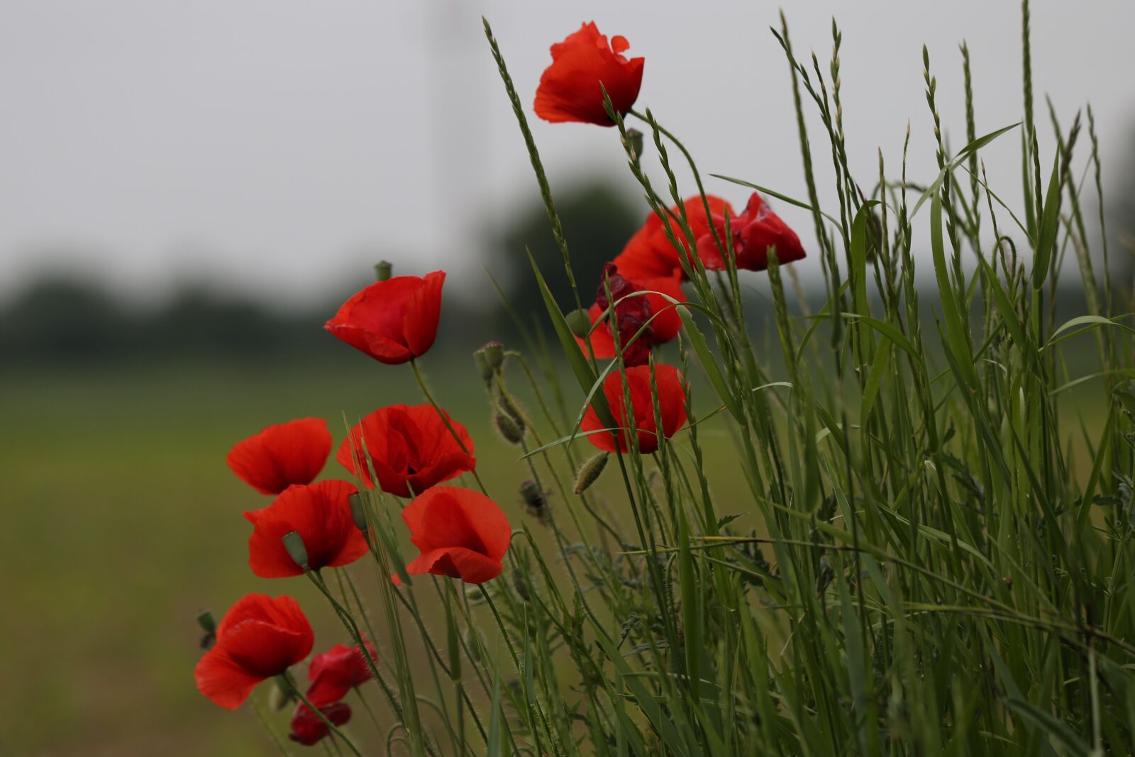 Canon EF 70-300 F4-5.6 IS II USM sample photo. Red poppies, flower, blooming photography