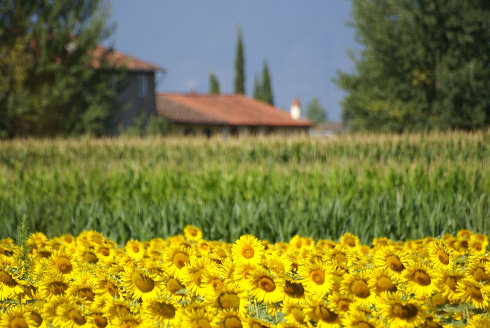 Sony Alpha DSLR-A100 sample photo. Field, sunflowers, flowers photography