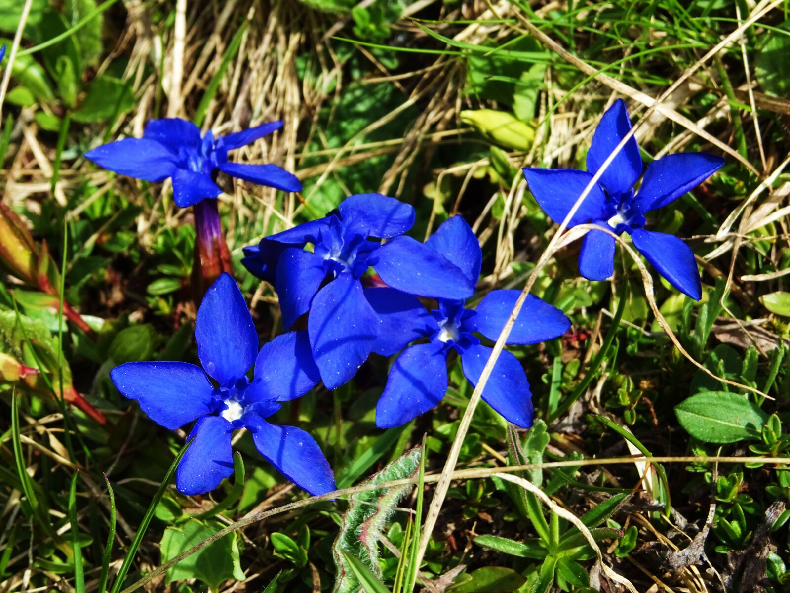 Sony DSC-HX60 sample photo. Gentian, mountains, blue photography