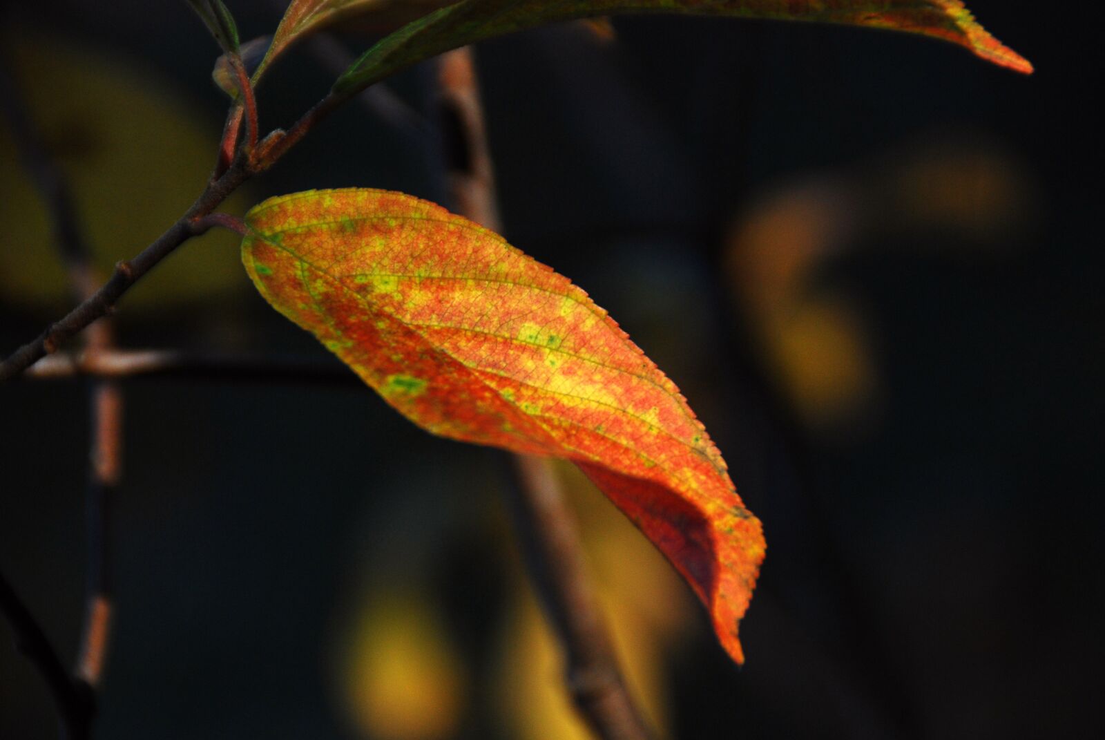 Nikon D40X sample photo. Leaf, autumn, fall photography