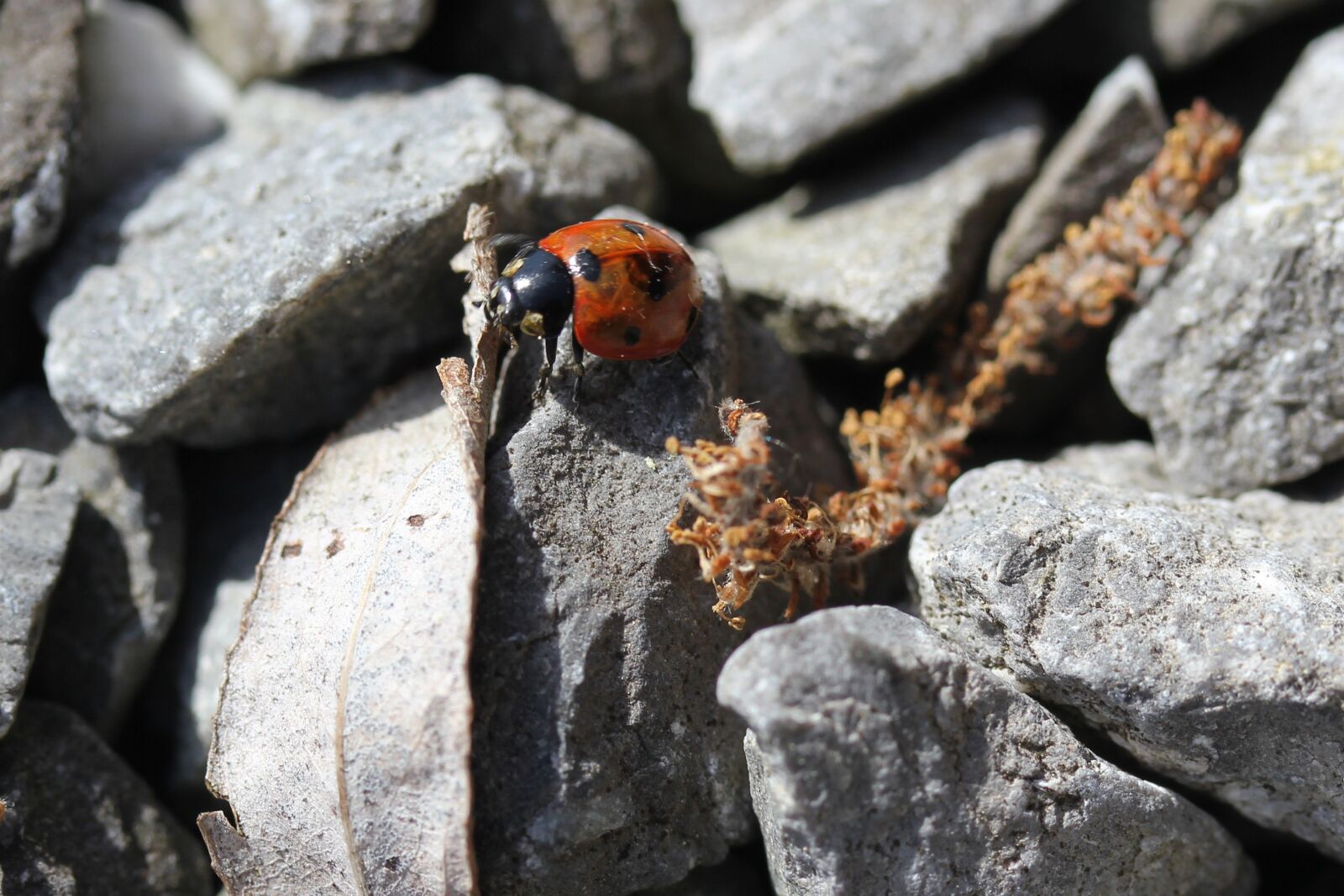 Canon EOS 550D (EOS Rebel T2i / EOS Kiss X4) sample photo. Ladybug, pebble, grey photography