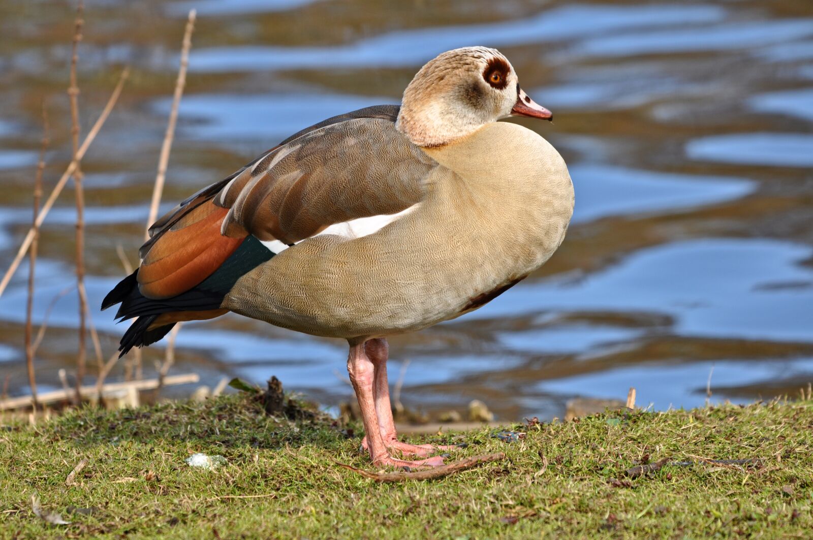 Nikon D90 sample photo. Egyptian goose, bird, waterbird photography