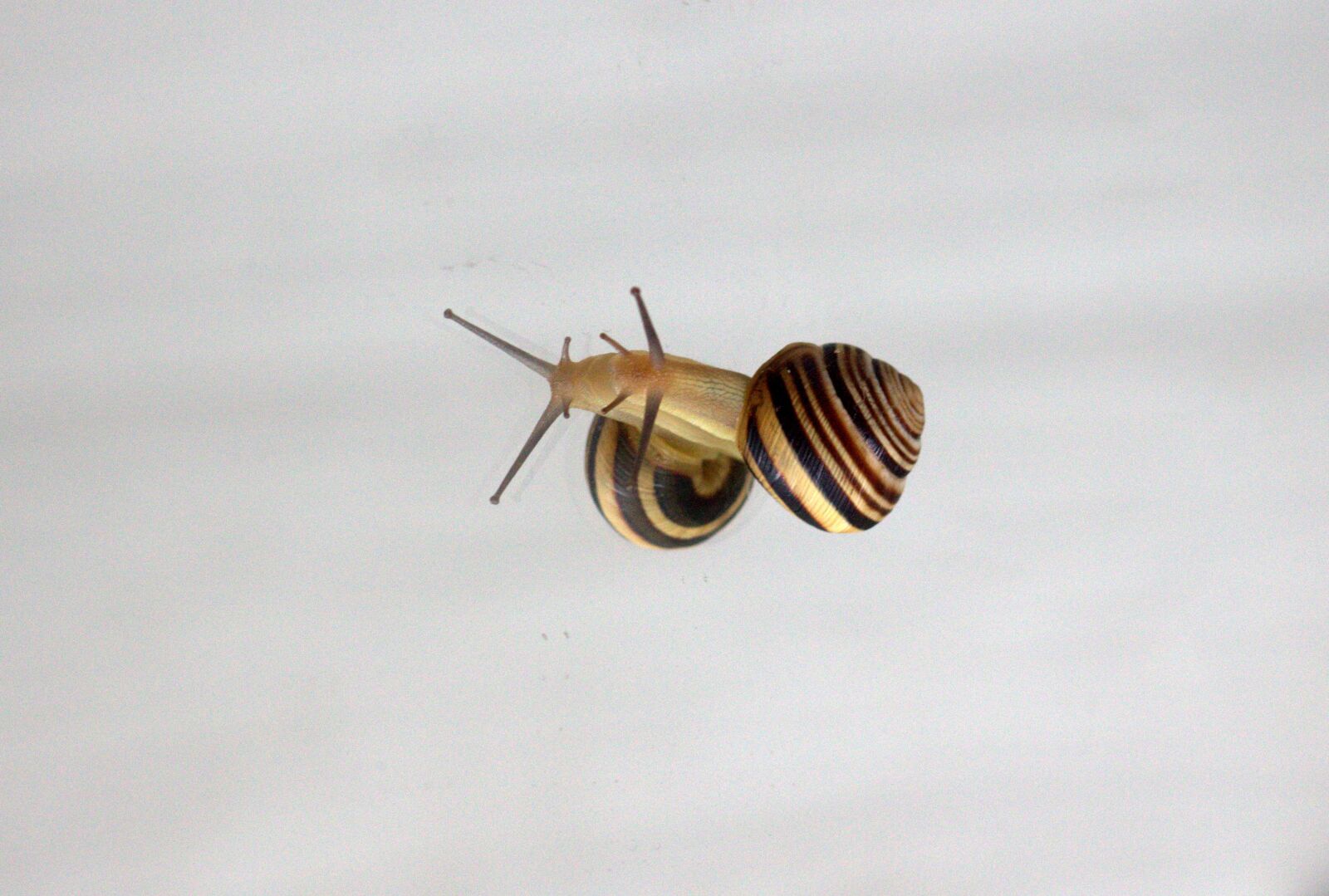 Canon EOS 700D (EOS Rebel T5i / EOS Kiss X7i) + Canon EF 85mm F1.8 USM sample photo. Snail, reflection, shell photography