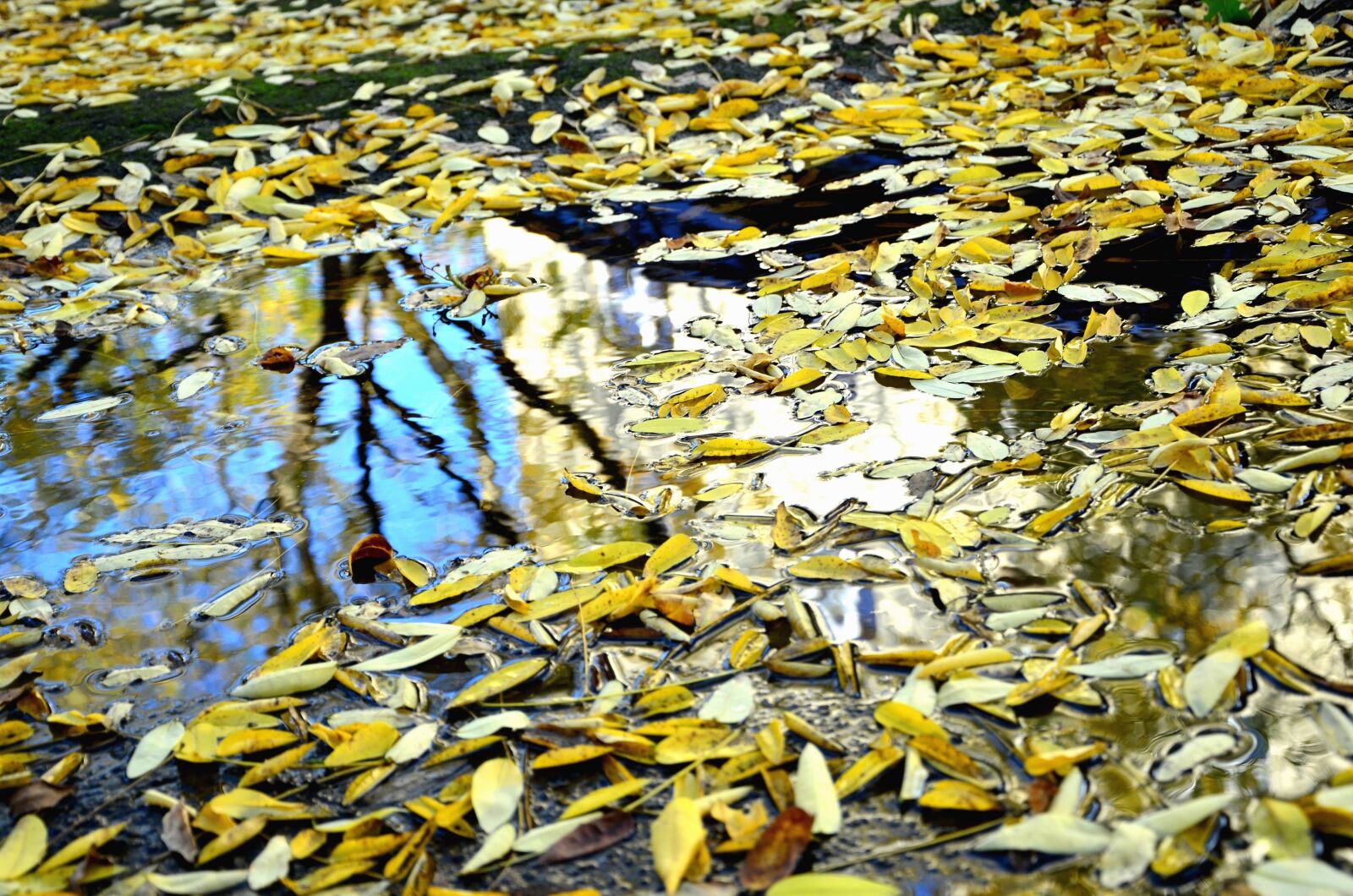 Nikon D5100 sample photo. Wood, forest, leaf, water photography