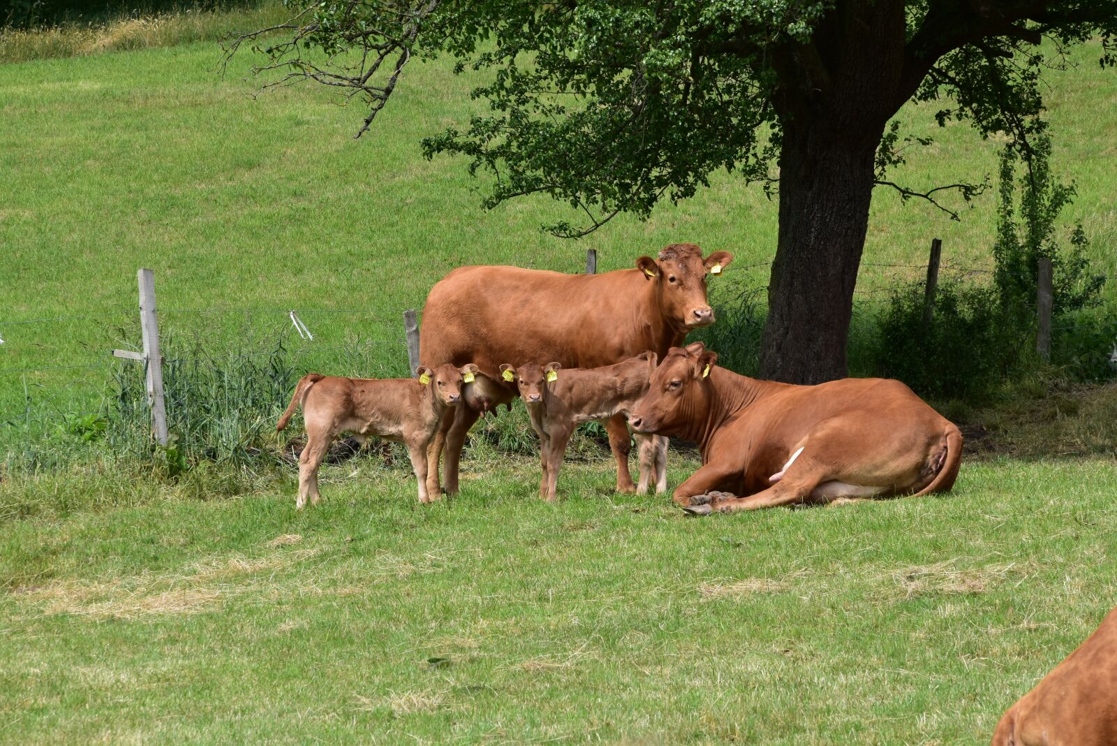 Nikon D5500 sample photo. Cows, cattle, grazing calf photography