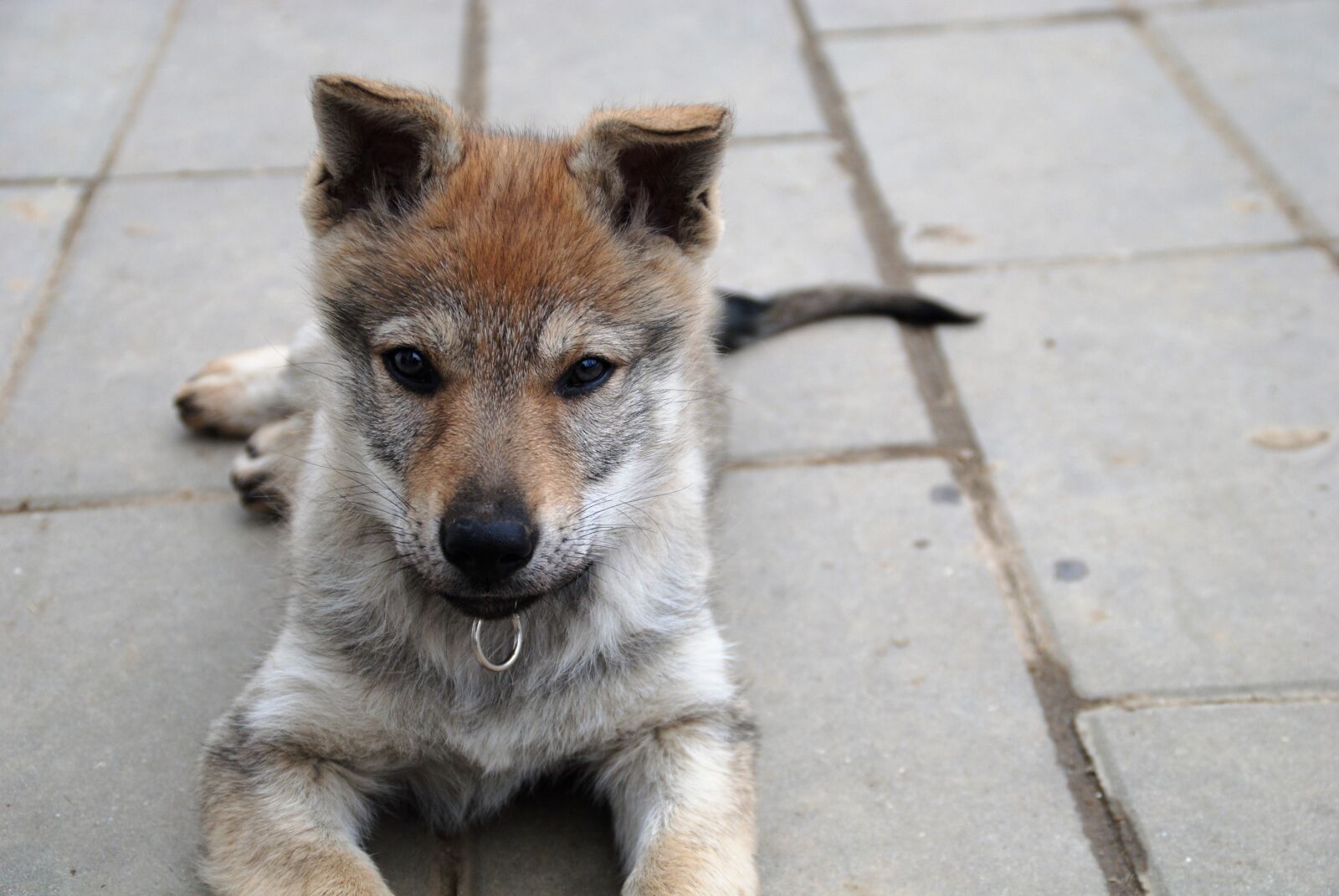 Nikon D3000 sample photo. Dog, puppy, animal photography