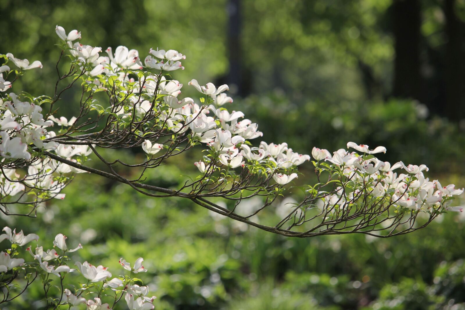 Canon EOS 60D + Canon EF-S 55-250mm F4-5.6 IS STM sample photo. Flowers, branch, tree photography