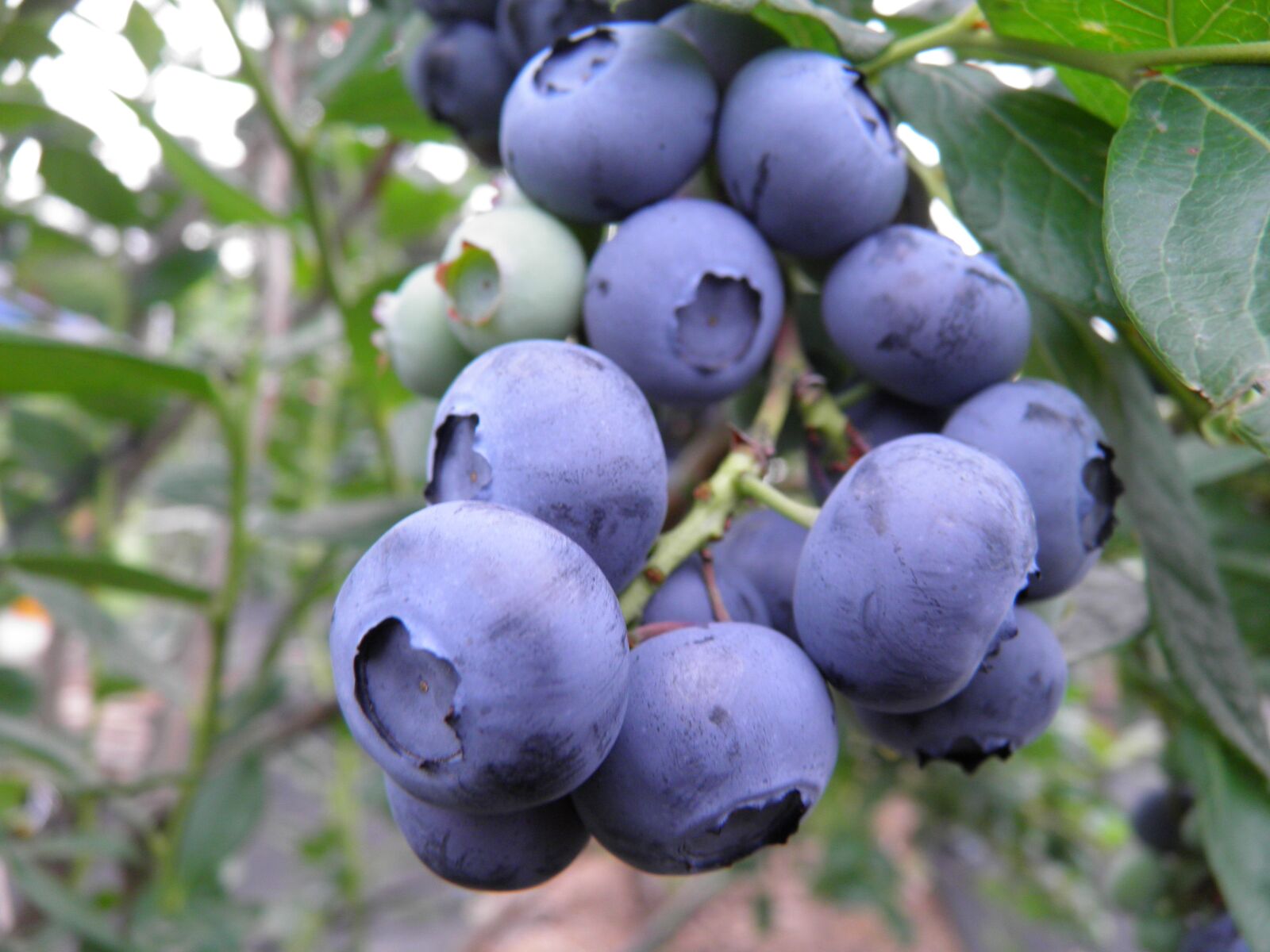 Olympus SP800UZ sample photo. Blueberry, purity, orchard photography