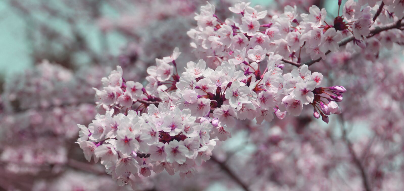 Canon EOS 800D (EOS Rebel T7i / EOS Kiss X9i) sample photo. Cherry, blossom, pink photography