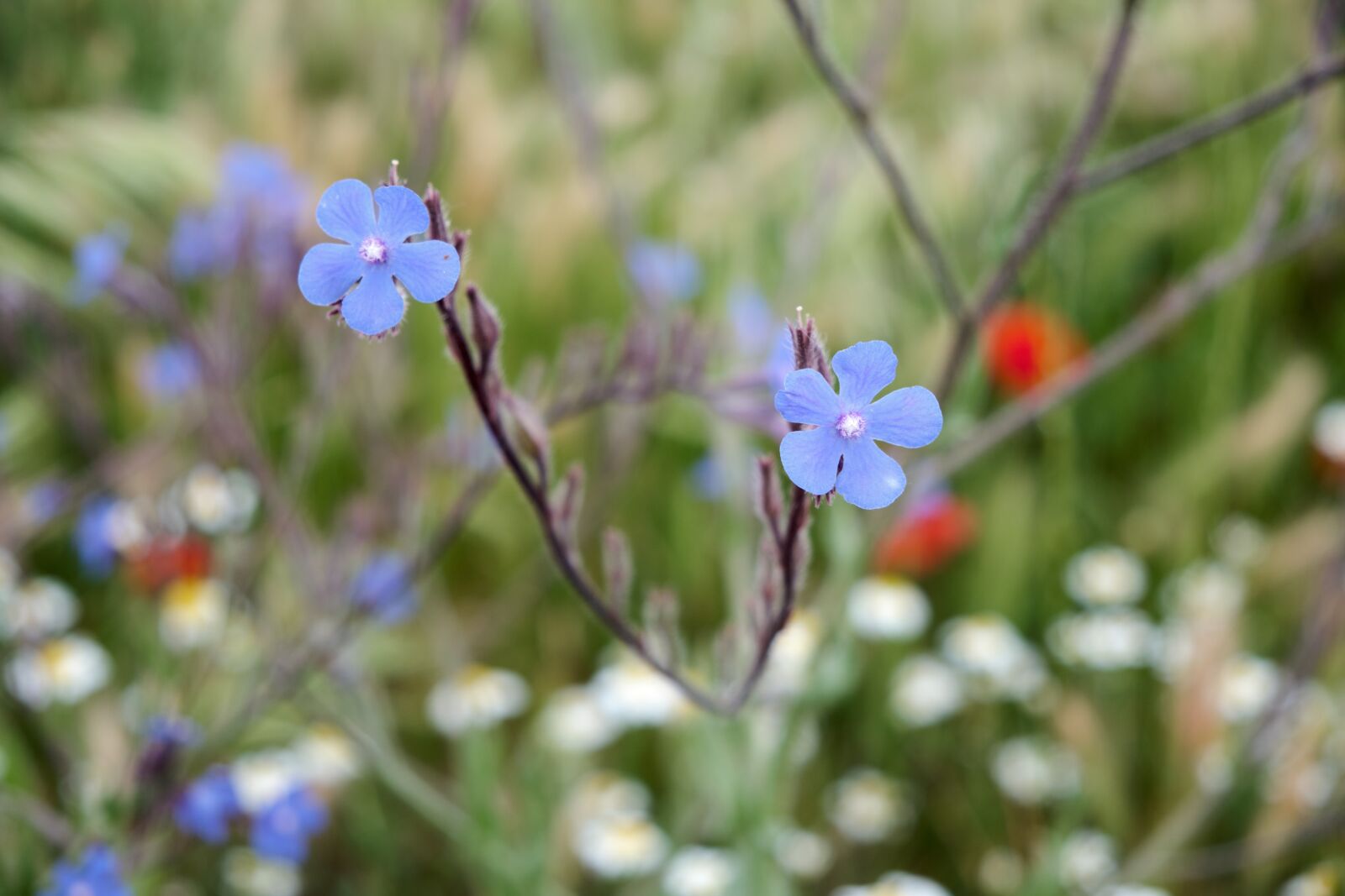 Fujifilm XF 18-55mm F2.8-4 R LM OIS sample photo. Flowers, wild, field photography