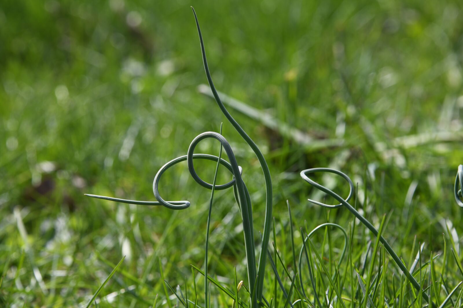 Nikon D850 sample photo. Chive, curly, grass photography