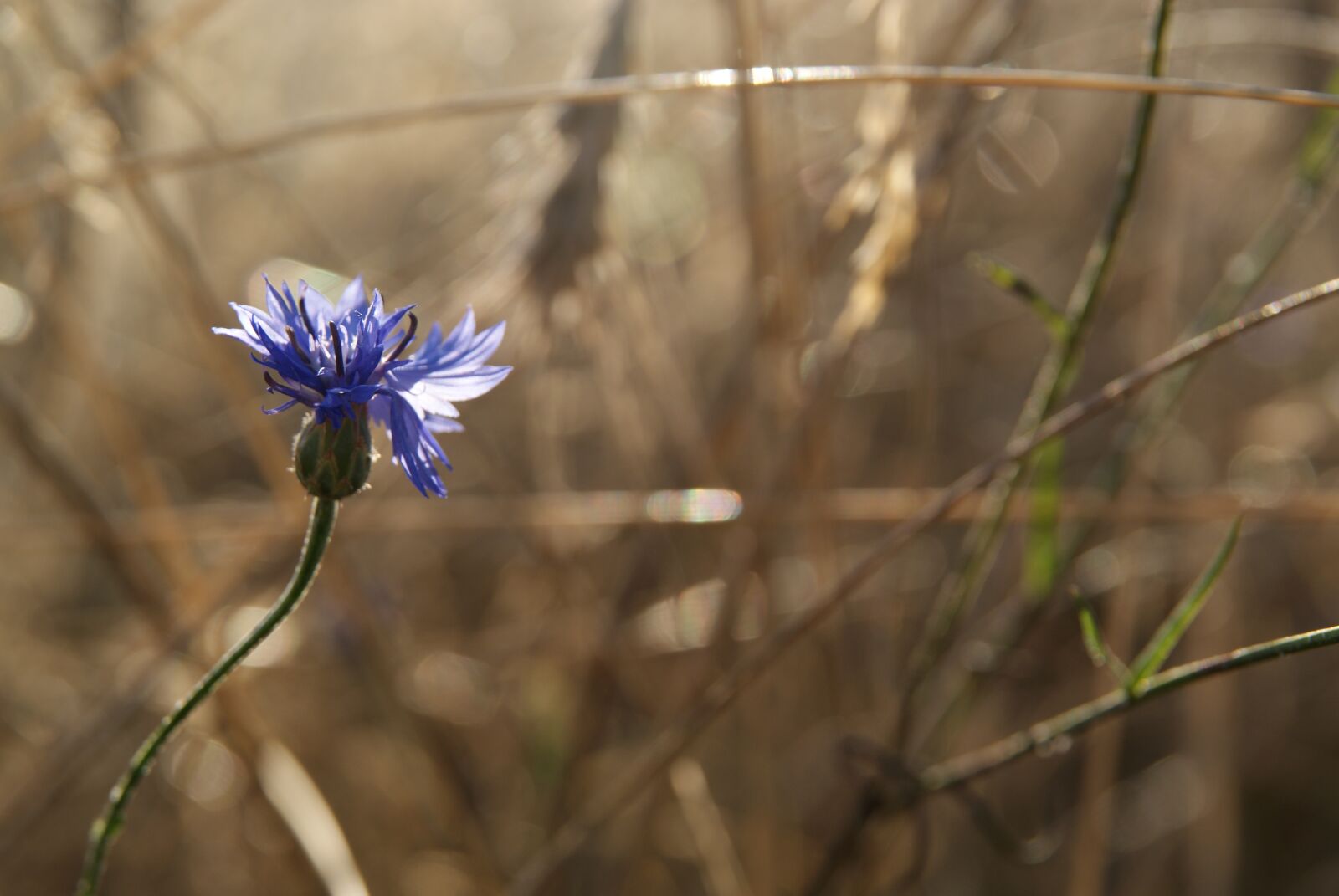 Sony Alpha DSLR-A300 sample photo. Cornflower, blue flower, flower photography
