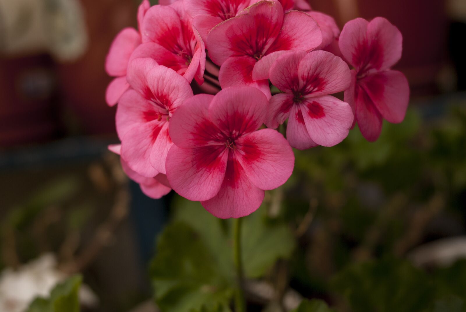 Nikon D60 sample photo. Flower, plant, nature photography