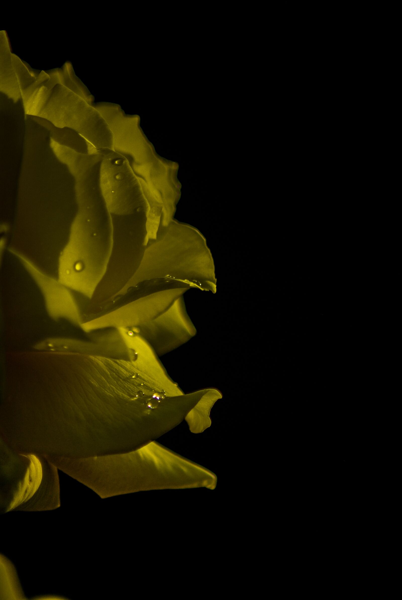 Pentax K10D + Tamron AF 70-300mm F4-5.6 Di LD Macro sample photo. Yellow rose, drop, yellow photography