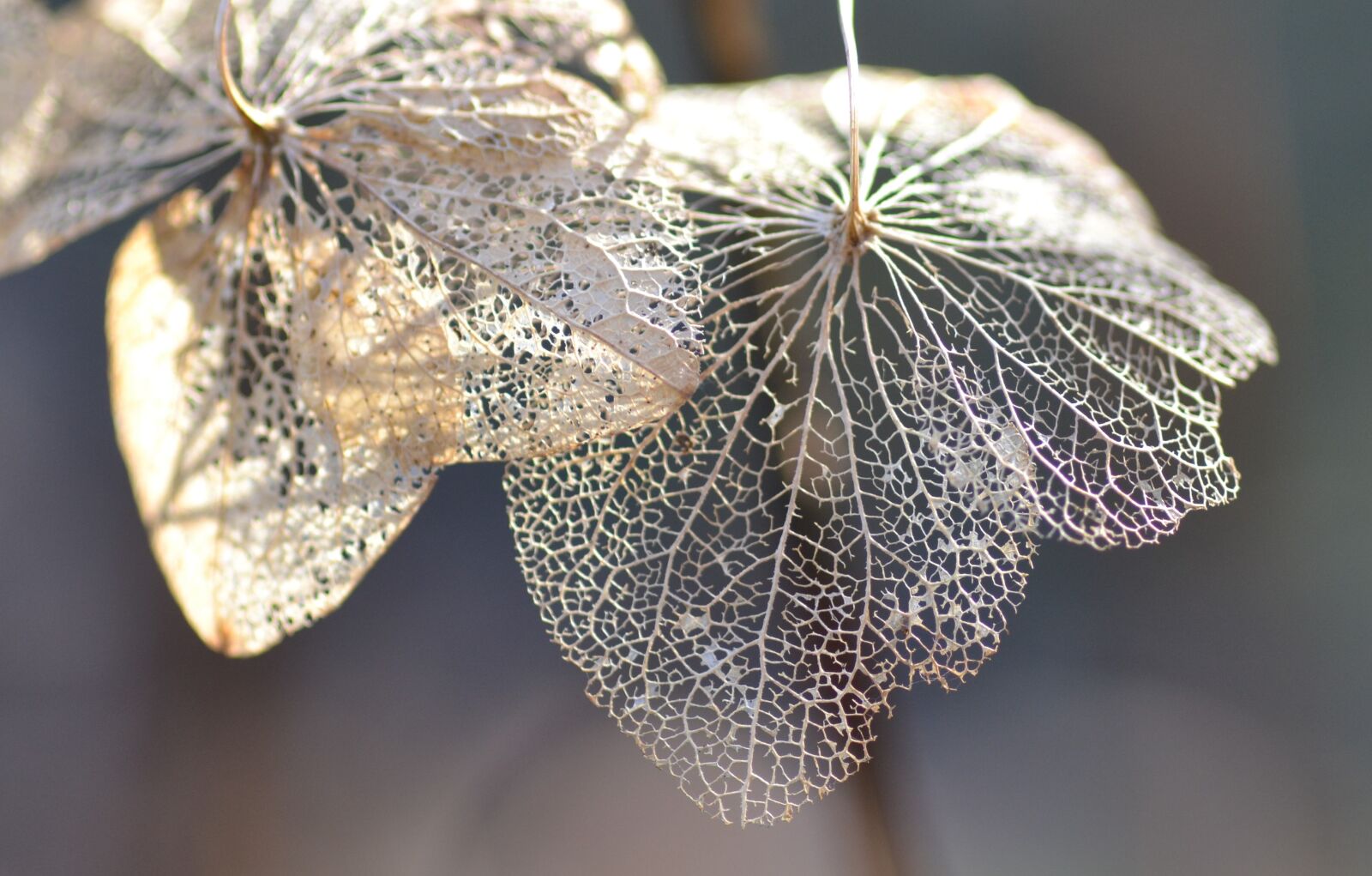 Nikon D3100 sample photo. Flower, macro, nature photography