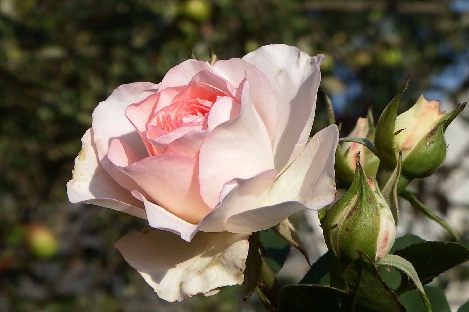 Fujifilm FinePix SL1000 sample photo. Flower, blossom, bloom photography
