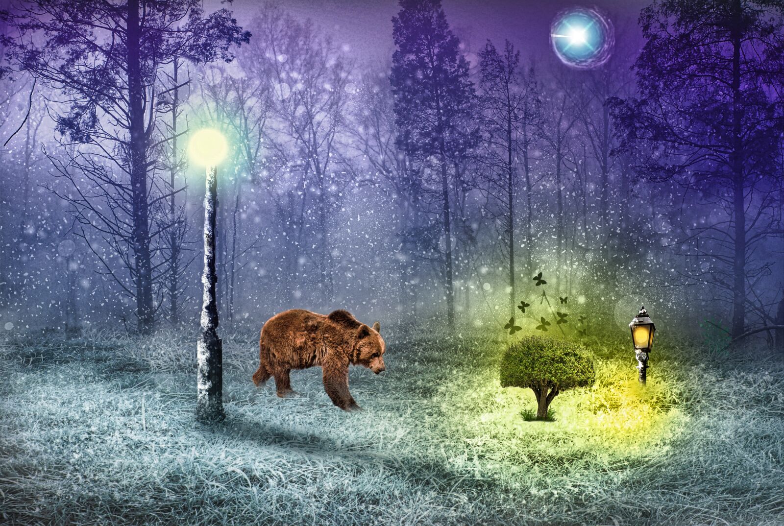 Nikon D80 sample photo. Forest, bear, wood photography